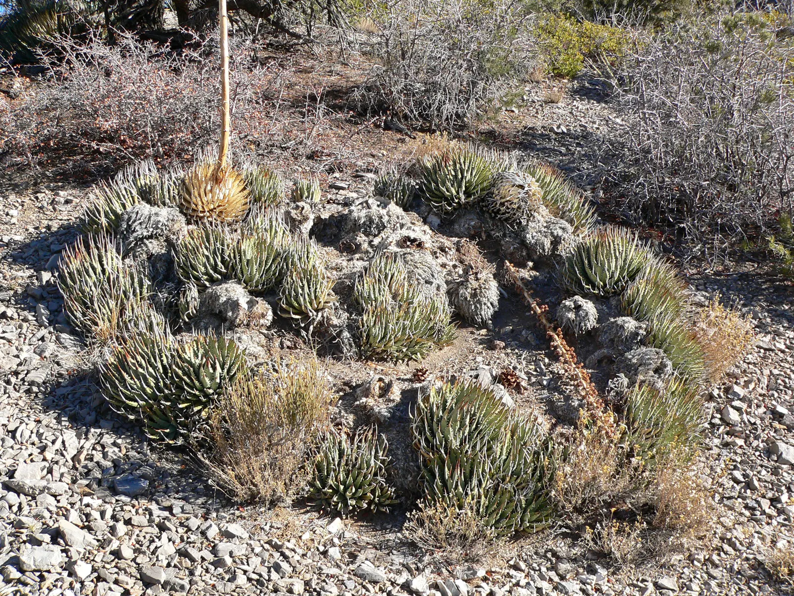 Utah Agave (Agave Utahensis) — The Utah Agave (Agave utahensis) is an exquisite succulent that brings a touch of stark