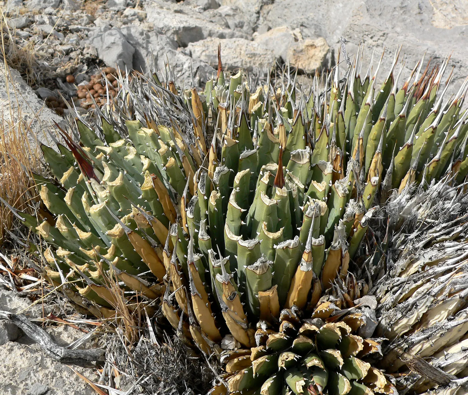 Utah Agave (Agave Utahensis) — It thrives in zones 5-9, preferring full sun and well-drained soil