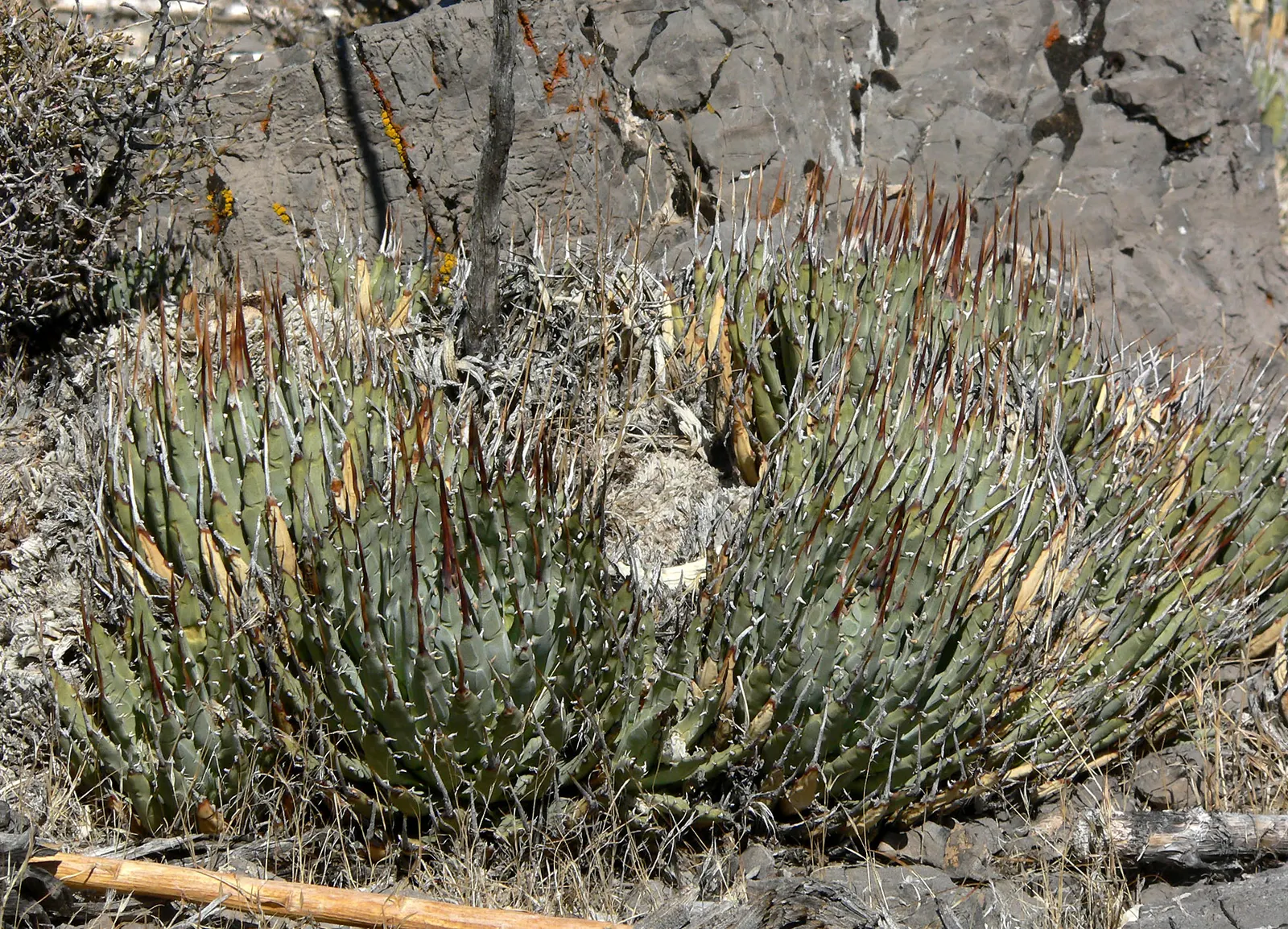 Utah Agave (Agave Utahensis) — flowering event that surely becomes a talking point of the garden; succulent with yellow blooms
