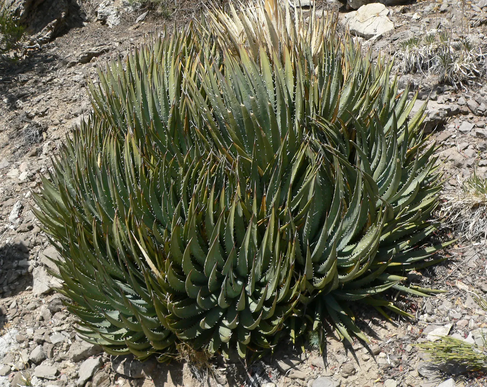 Utah Agave (Agave Utahensis) — After 8-15 years, it blooms once with a spectacular 10-15 foot tall spike, then perishes; this hardy plant features, image 50