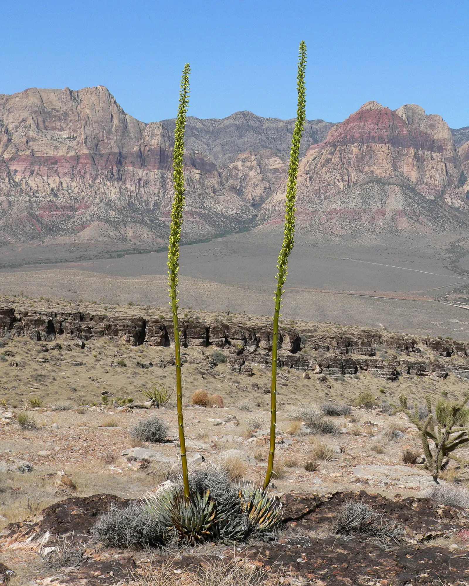 Utah Agave (Agave Utahensis) — The Utah Agave (Agave utahensis) is an exquisite succulent that brings a touch of stark; the Utah Agave will produce, image 52