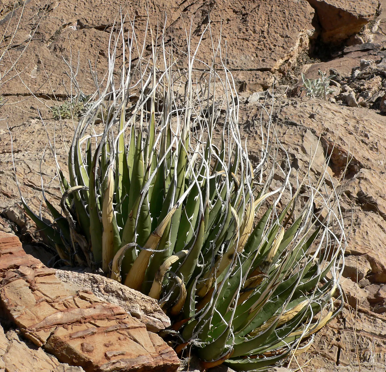 Utah Agave (Agave Utahensis) — This hardy plant features rosettes up to 2 feet in diameter with narrow, spiny gray-green leaves; pointed tips and, image 48