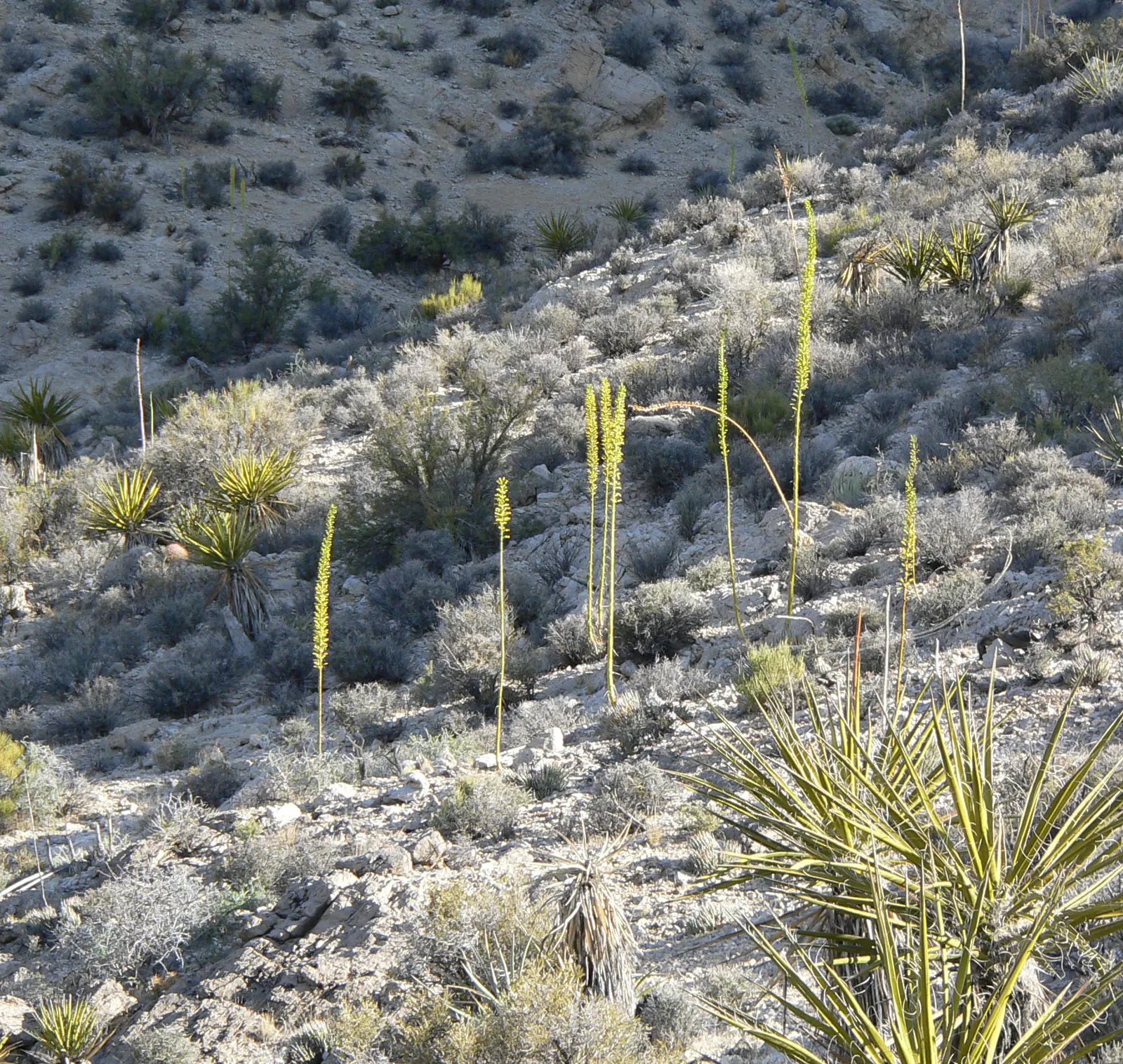 Utah Agave (Agave Utahensis) — pointed tips and measuring up to 10 inches long; ideal for xeriscaping, it requires minimal maintenance and water once