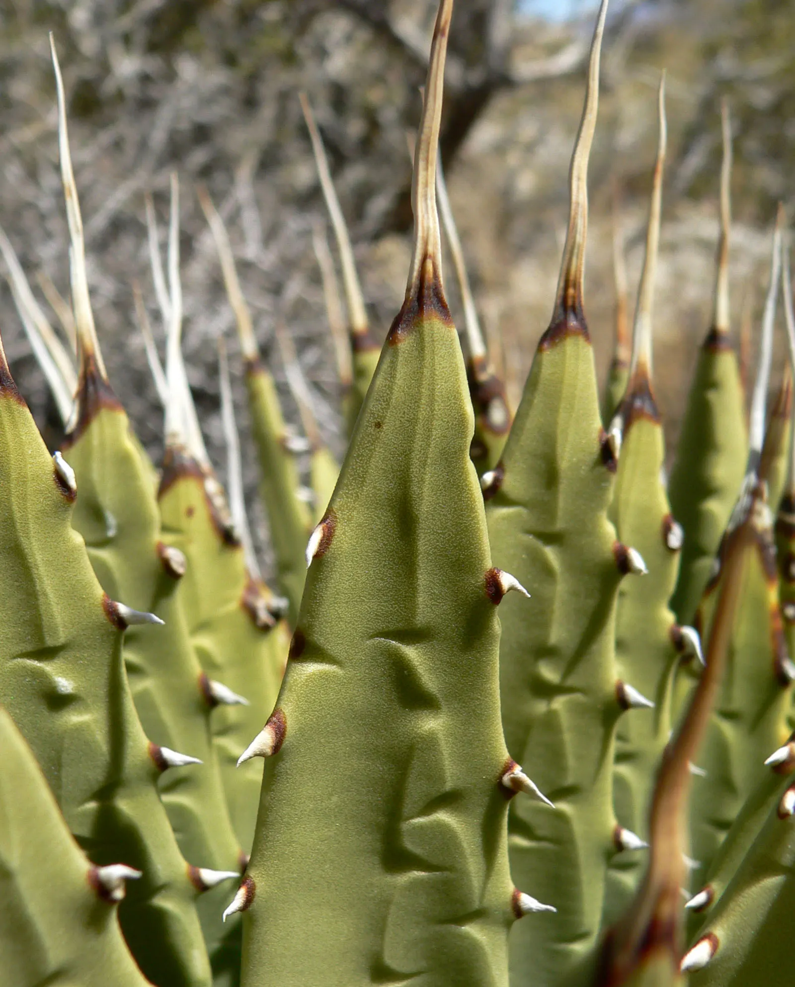Utah Agave (Agave Utahensis) — emphasize its longevity and the spectacular