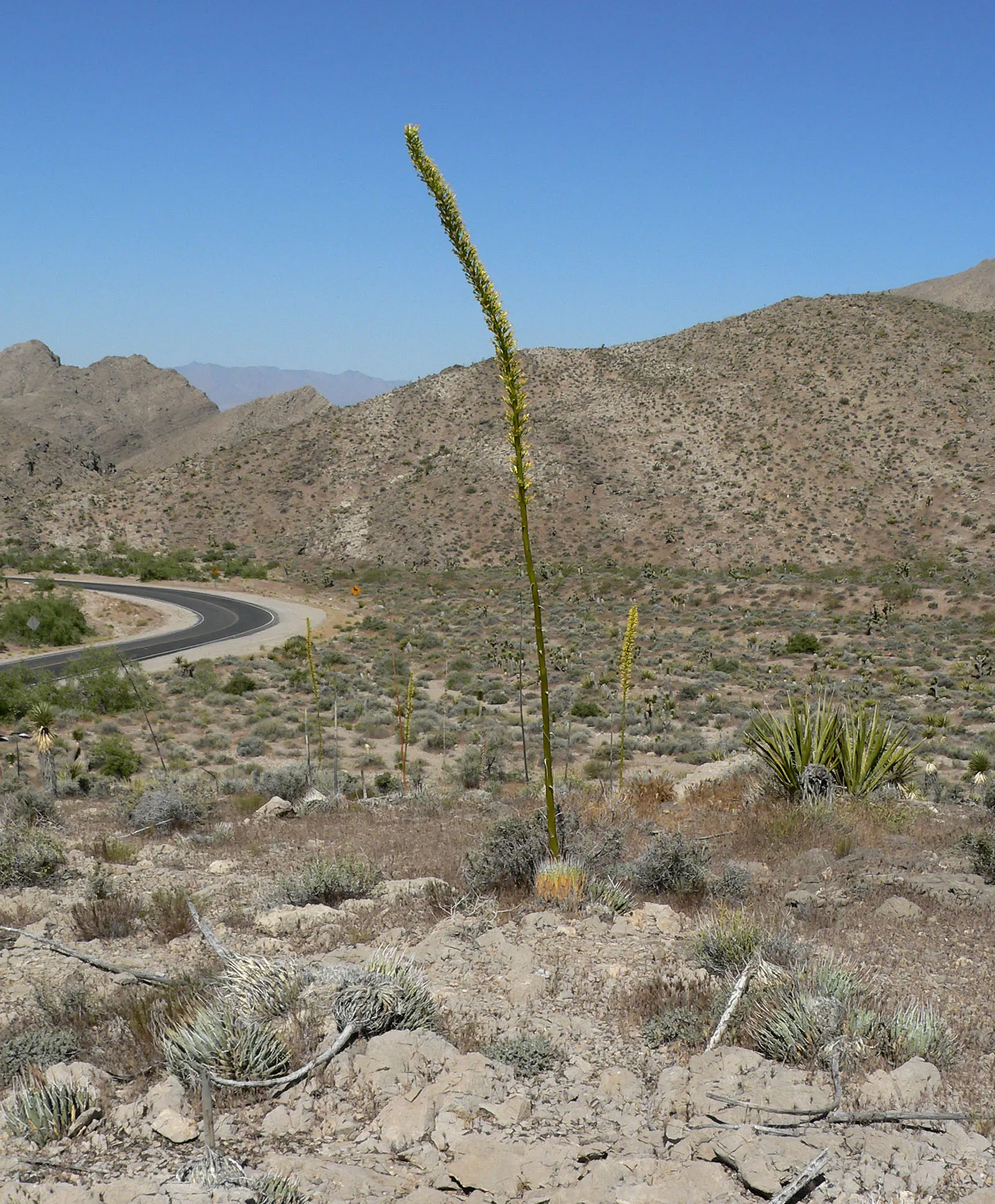 Utah Agave (Agave Utahensis) — the Utah Agave will produce a towering flower stalk; reaching heights of up to 10 to 15 feet