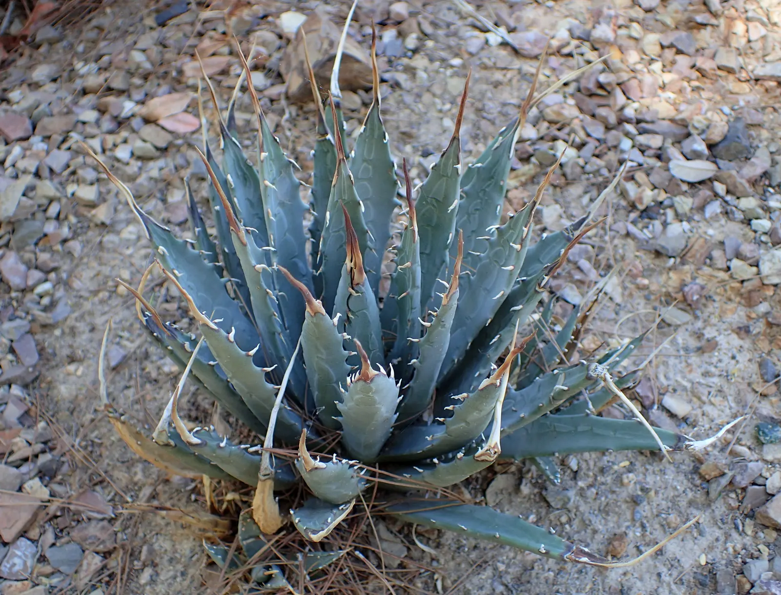 Utah Agave (Agave Utahensis) — the Utah Agave prospers in USDA hardiness zones 5 through 10 and prefers well-drained