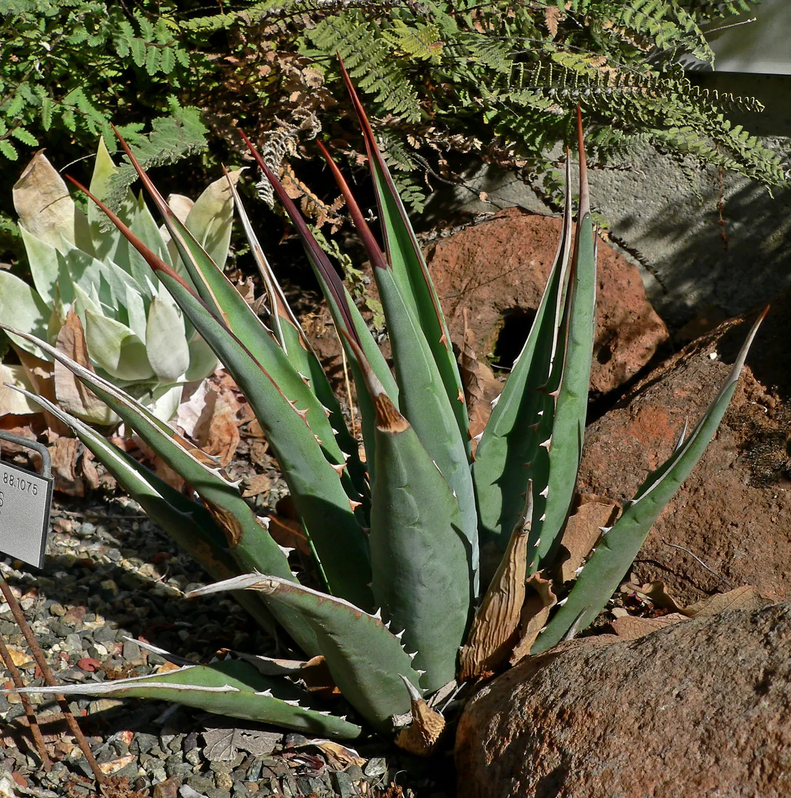 Utah Agave (Agave Utahensis) — Ideal for xeriscaping, it requires minimal maintenance and water once established; its compact rosettes of spiky leaves make it