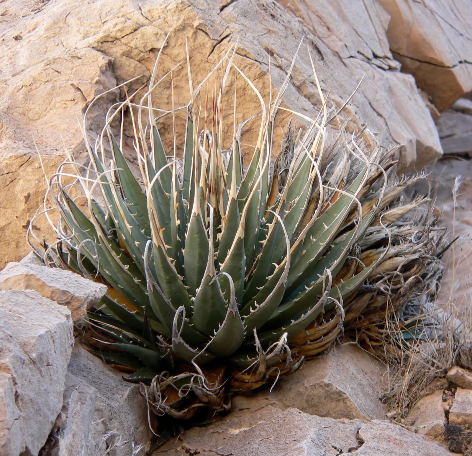 Utah Agave (Agave Utahensis) — reaching heights of up to 10 to 15 feet