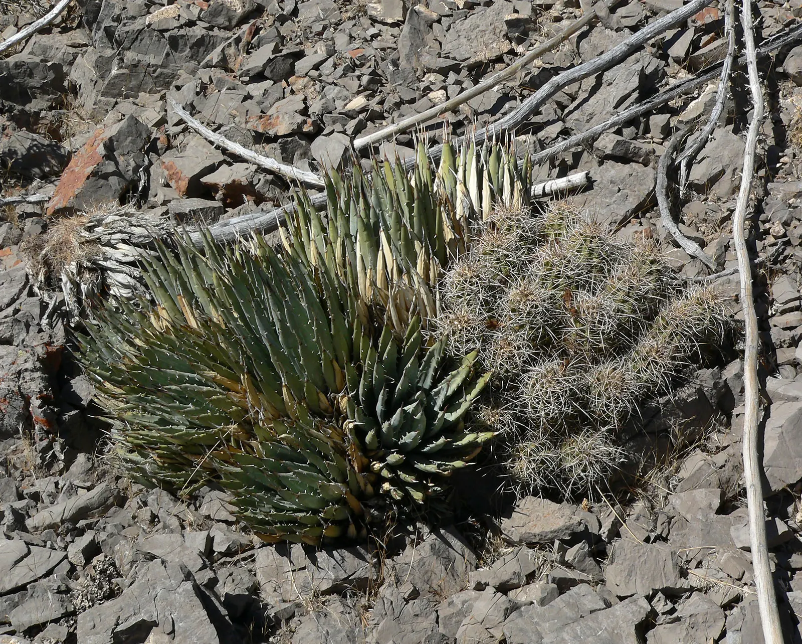 Utah Agave (Agave Utahensis) — the Utah Agave will produce a towering flower stalk