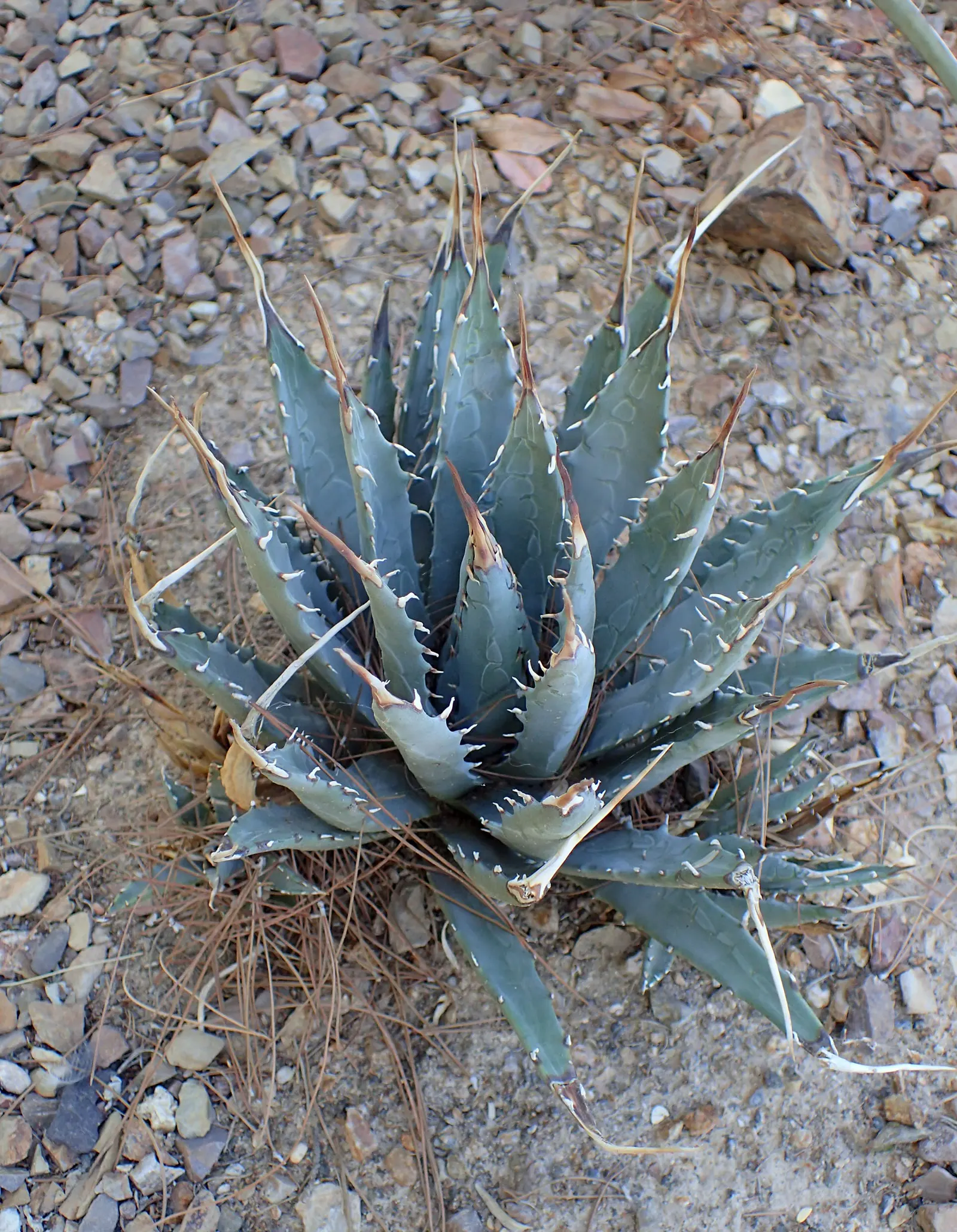 Utah Agave (Agave Utahensis) — Ideal for xeriscaping, it requires minimal maintenance and water once established