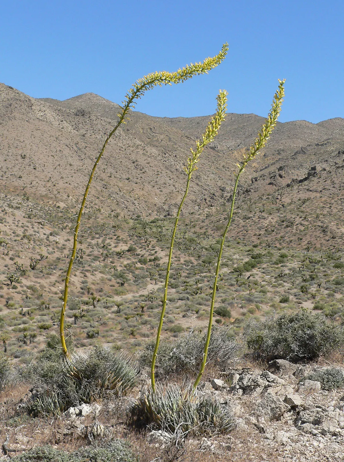 Utah Agave (Agave Utahensis) — succulent for full; flowering event that surely becomes a talking point of the garden