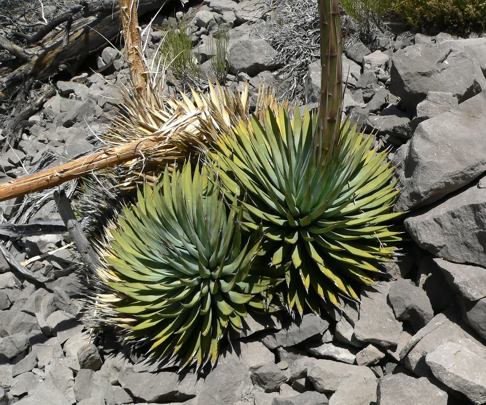 Utah Agave (Agave Utahensis) — Its compact rosettes of spiky leaves make it a dramatic centerpiece or accent in rock gardens