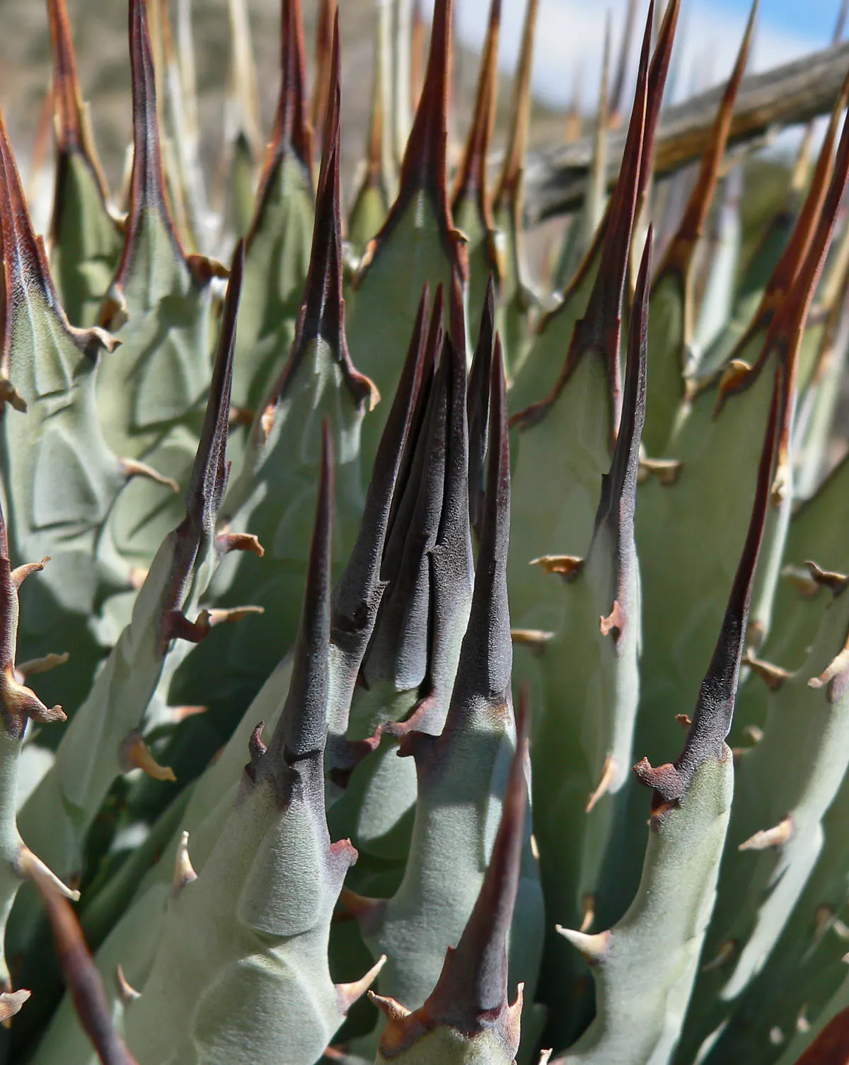 Utah Agave (Agave Utahensis) — Its compact rosettes of spiky leaves make it a dramatic centerpiece or accent in rock gardens; requiring minimal irrigation once