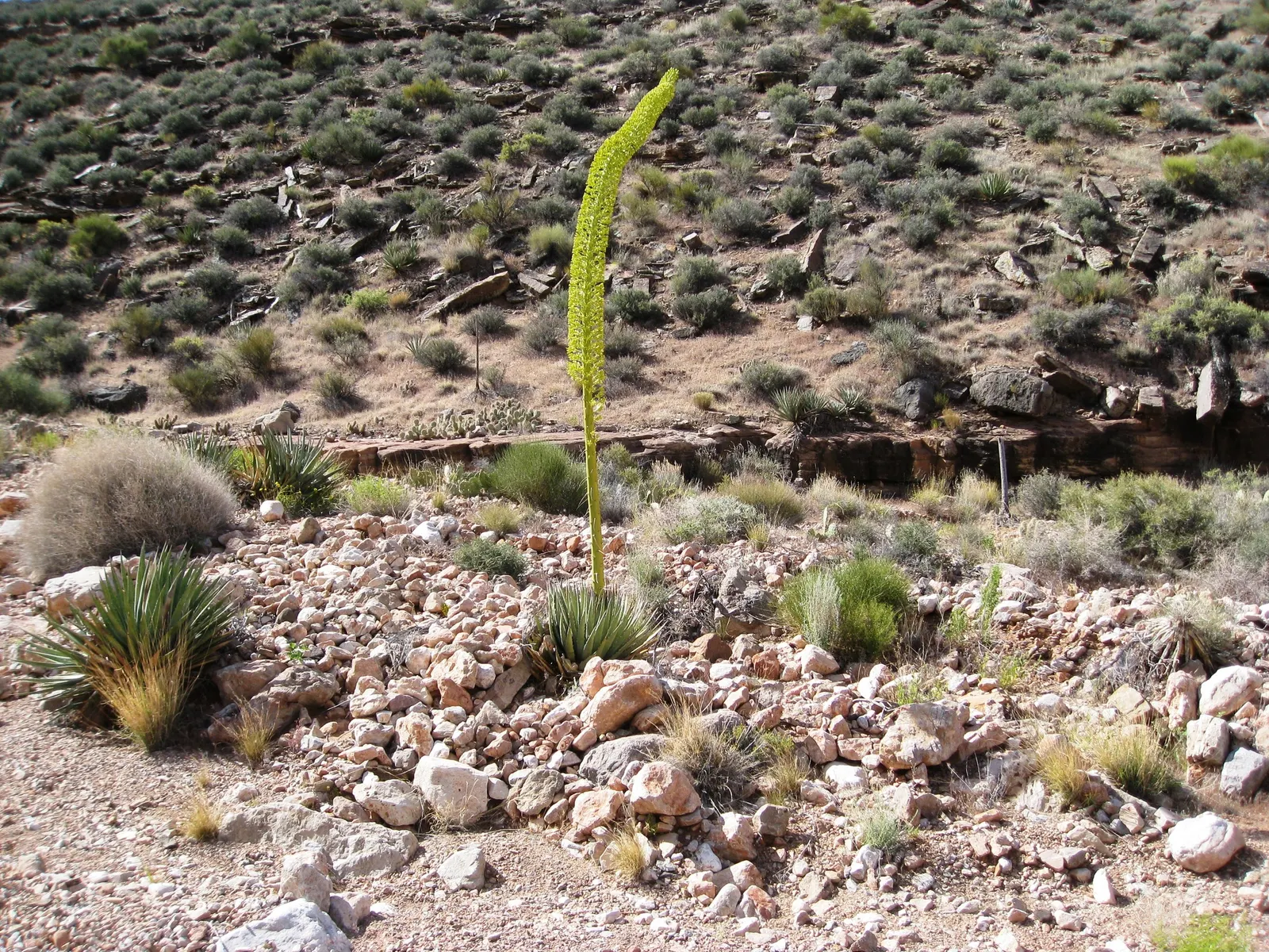 Utah Agave (Agave Utahensis) — As a slow-growing plant, mature specimens typically reach heights between 1 to 2 feet and spread just as wide