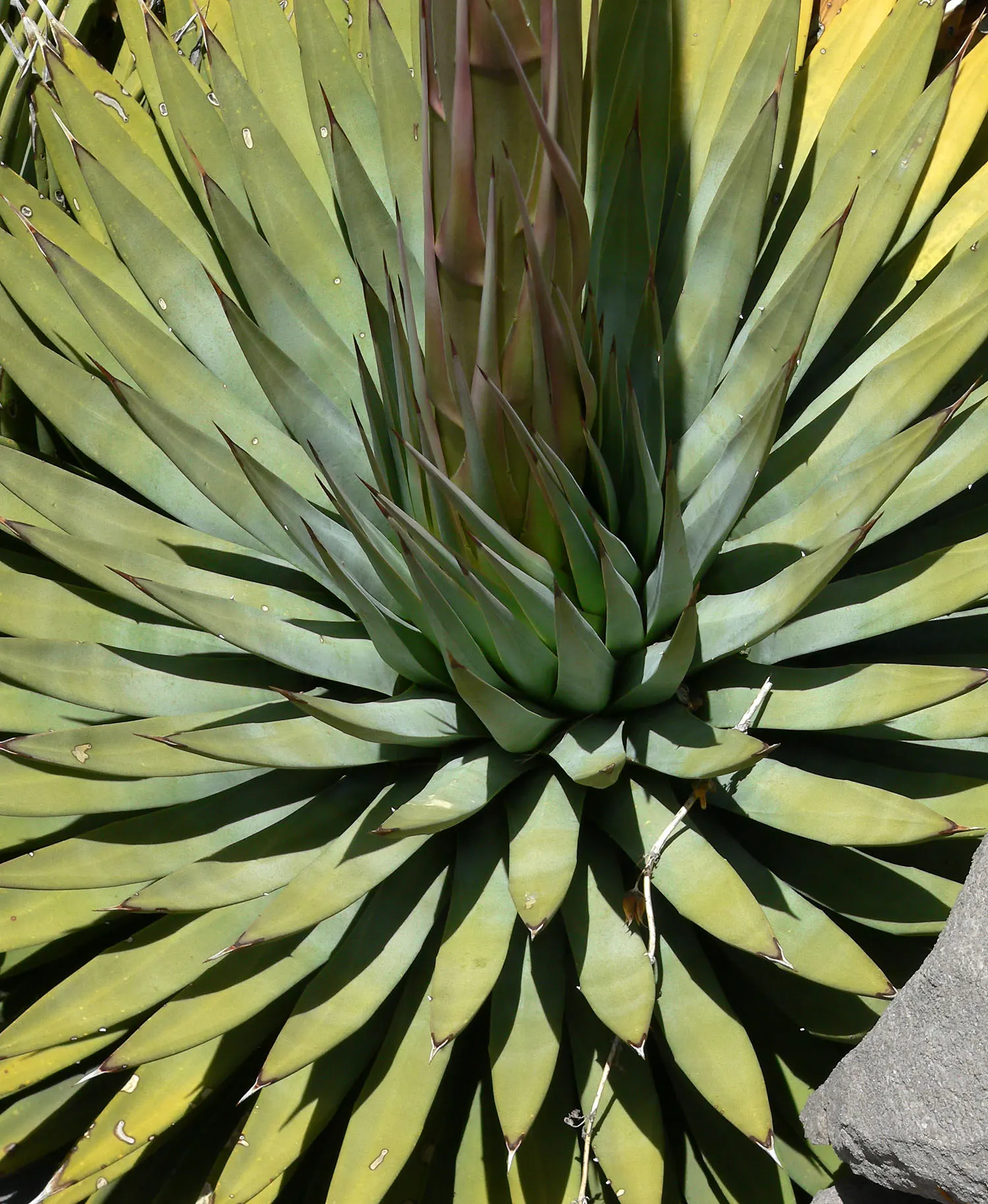 Utah Agave (Agave Utahensis) — This impressive spire will bloom with clusters of yellowish-green flowers
