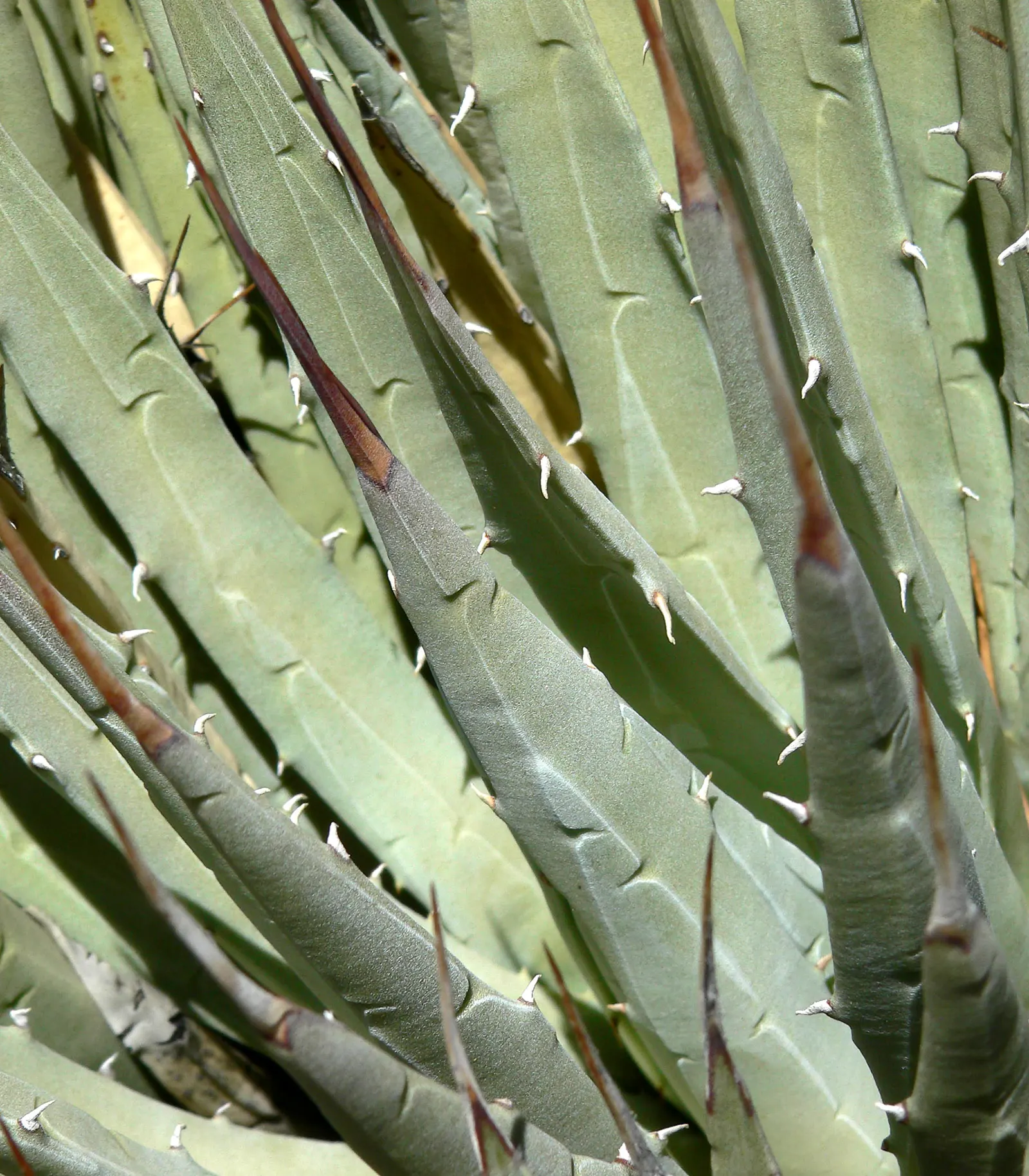 Utah Agave (Agave Utahensis) — succulent for full