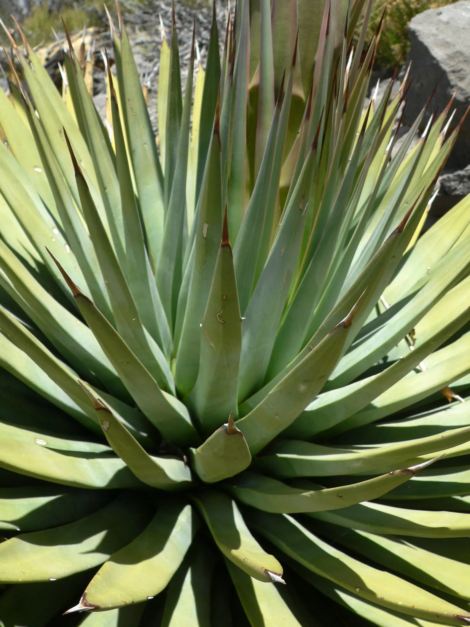 Utah Agave (Agave Utahensis) — It thrives in zones 5-9, preferring full sun and well-drained soil; this impressive spire will bloom with clusters of, image 49