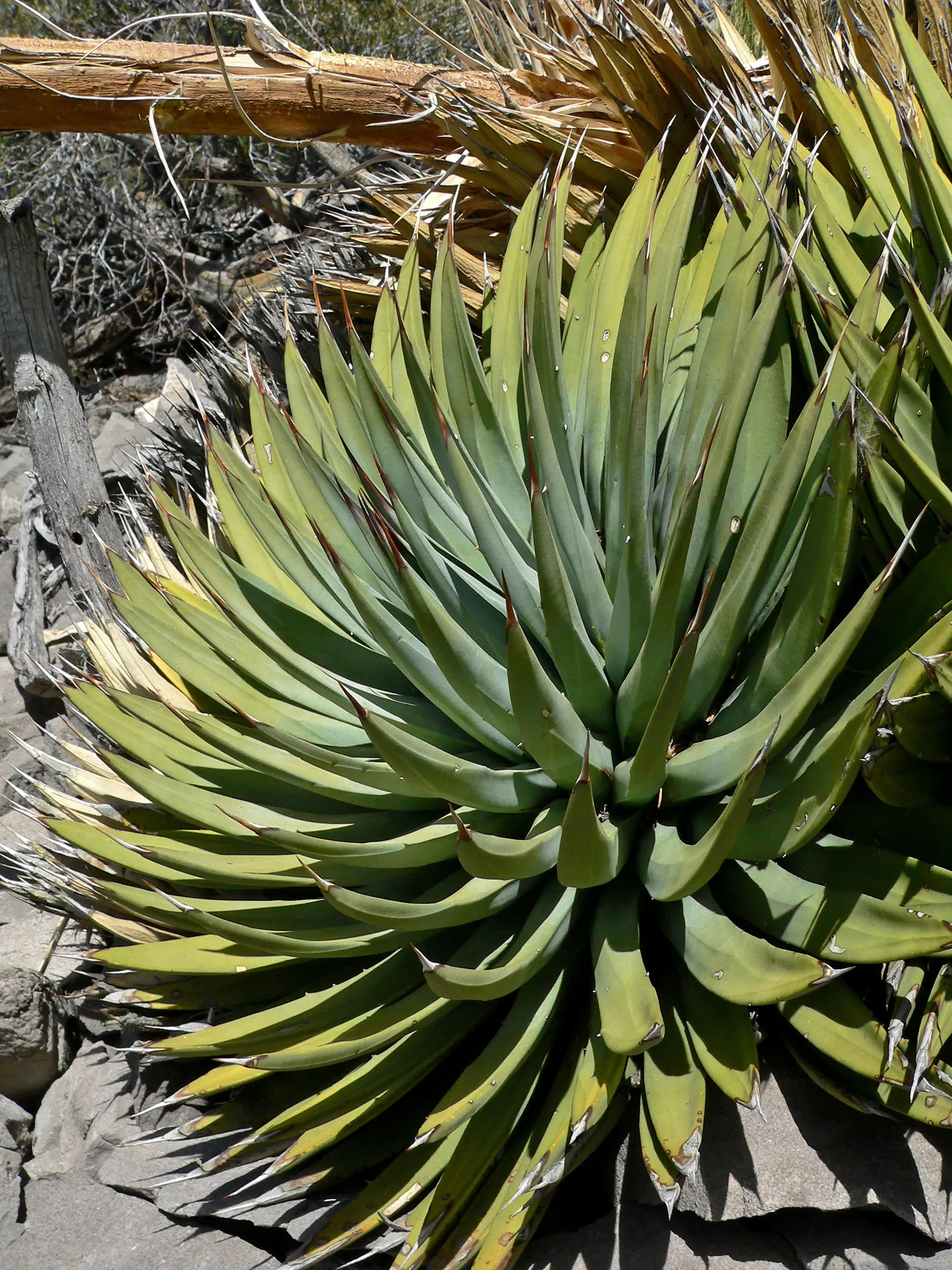 Utah Agave (Agave Utahensis) — This impressive spire will bloom with clusters of yellowish-green flowers; as a slow-growing plant, mature specimens typically