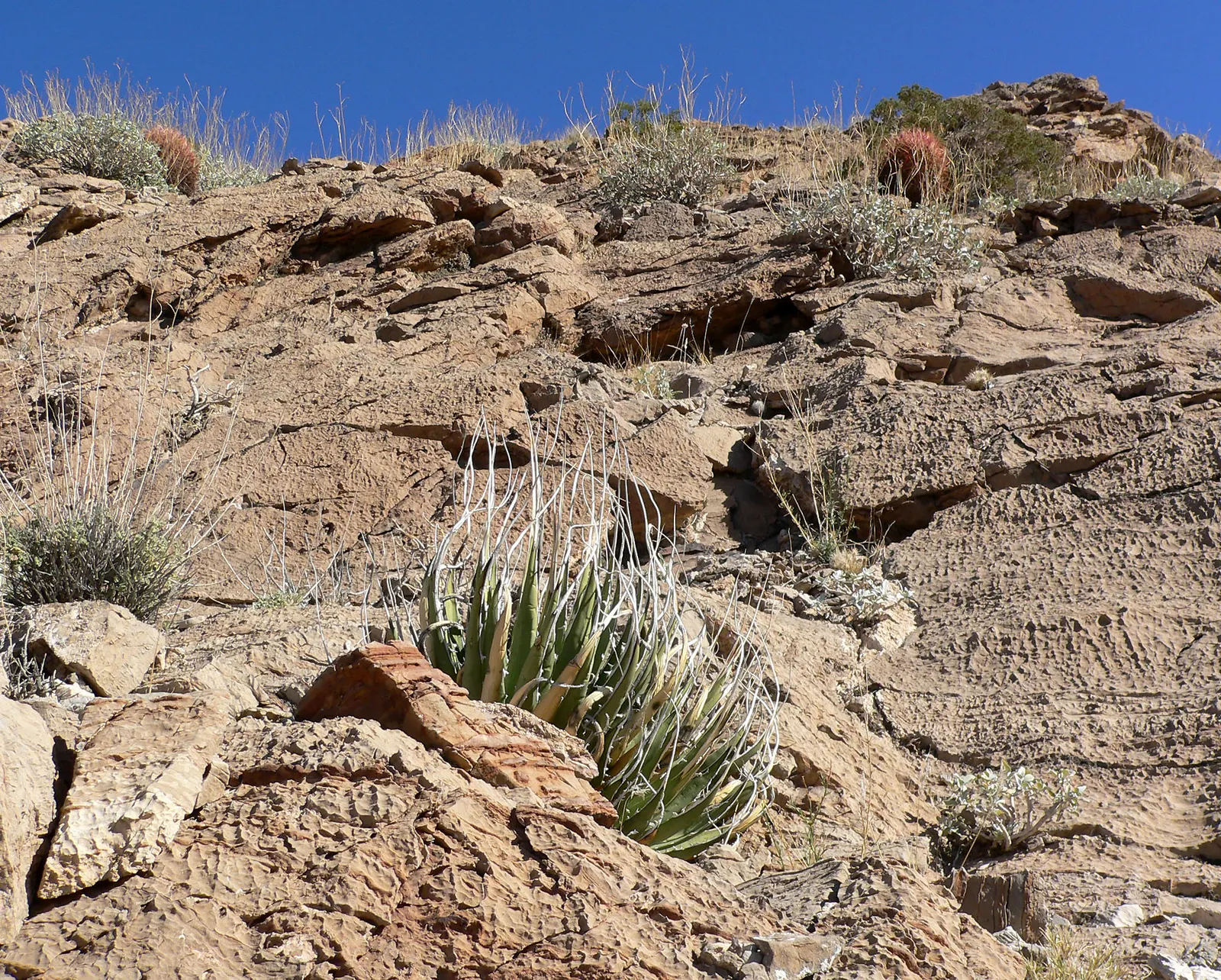 Utah Agave (Agave Utahensis) — which can be 15 to 30 years; or as part of a xeriscape.<br><br>Each leaf blade is a formidable presence