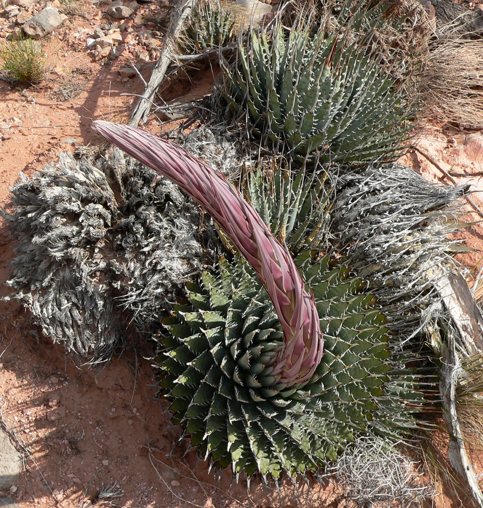 Utah Agave (Agave Utahensis) — This hardy plant features rosettes up to 2 feet in diameter with narrow, spiny gray-green leaves; pointed tips and measuring up