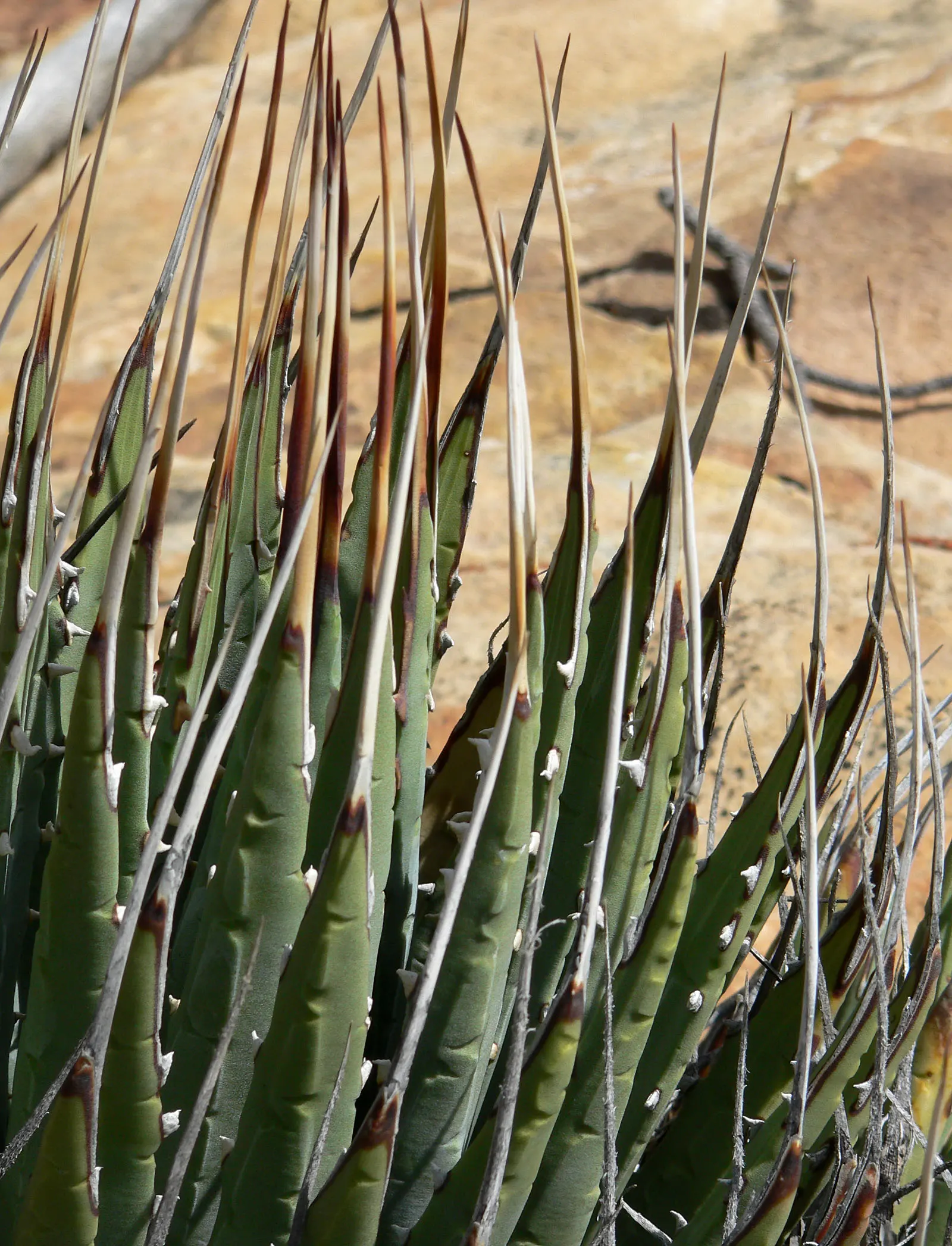 Utah Agave (Agave Utahensis) — or as part of a xeriscape.<br><br>Each leaf blade is a formidable presence; yellow flowers in the garden