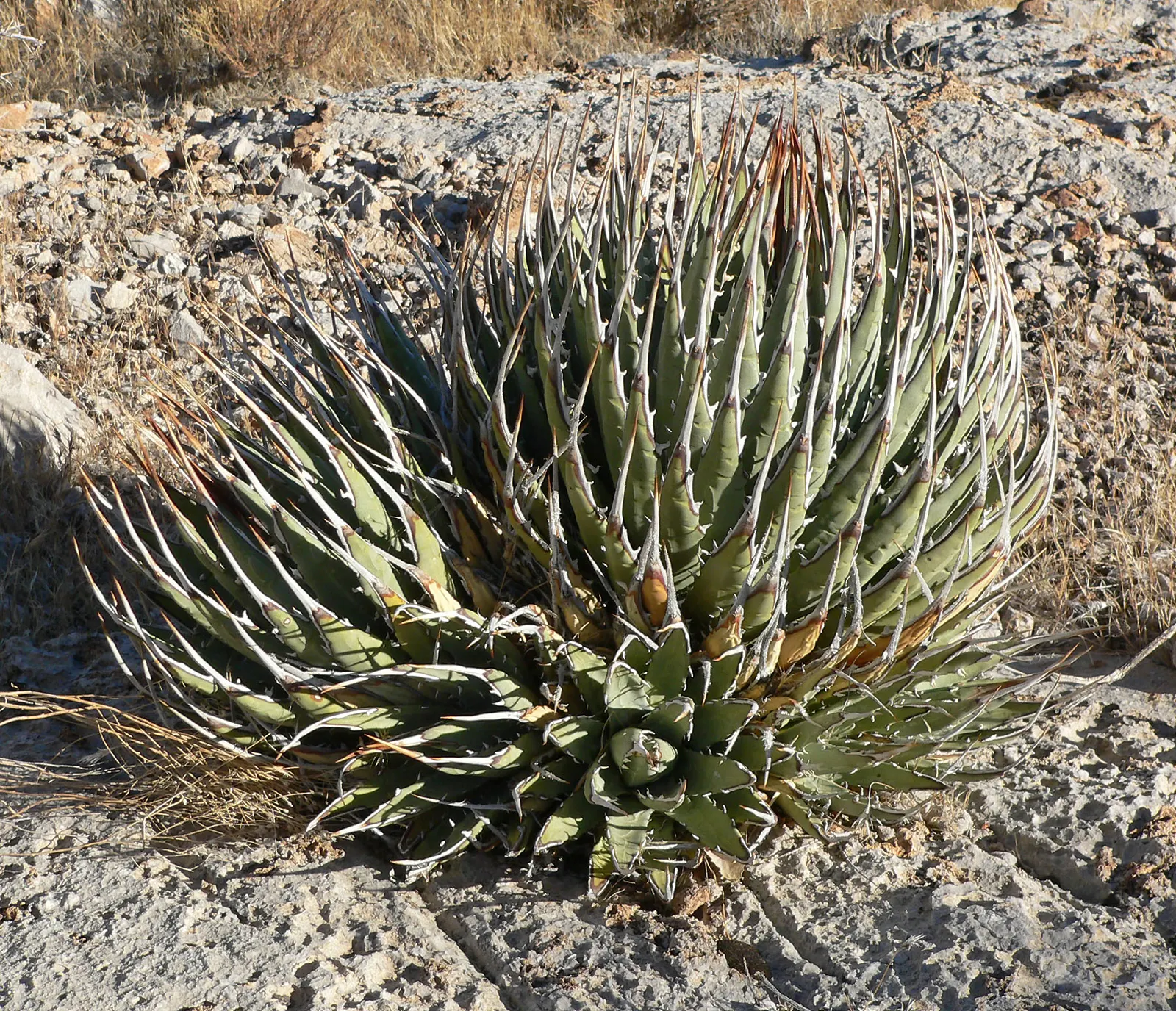 Utah Agave (Agave Utahensis) — natural beauty to any landscape design; succulent for full