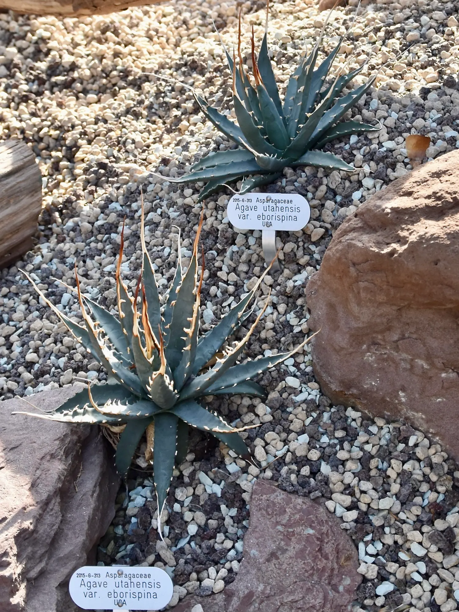 Utah Agave (Agave Utahensis) — After 8-15 years, it blooms once with a spectacular 10-15 foot tall spike, then perishes; this hardy plant features rosettes up