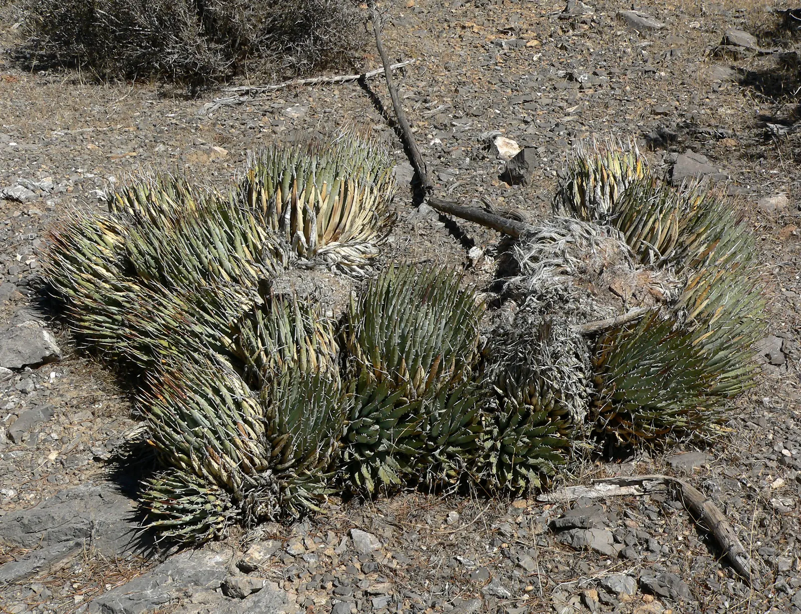 Utah Agave (Agave Utahensis) — yellow flowers in the garden