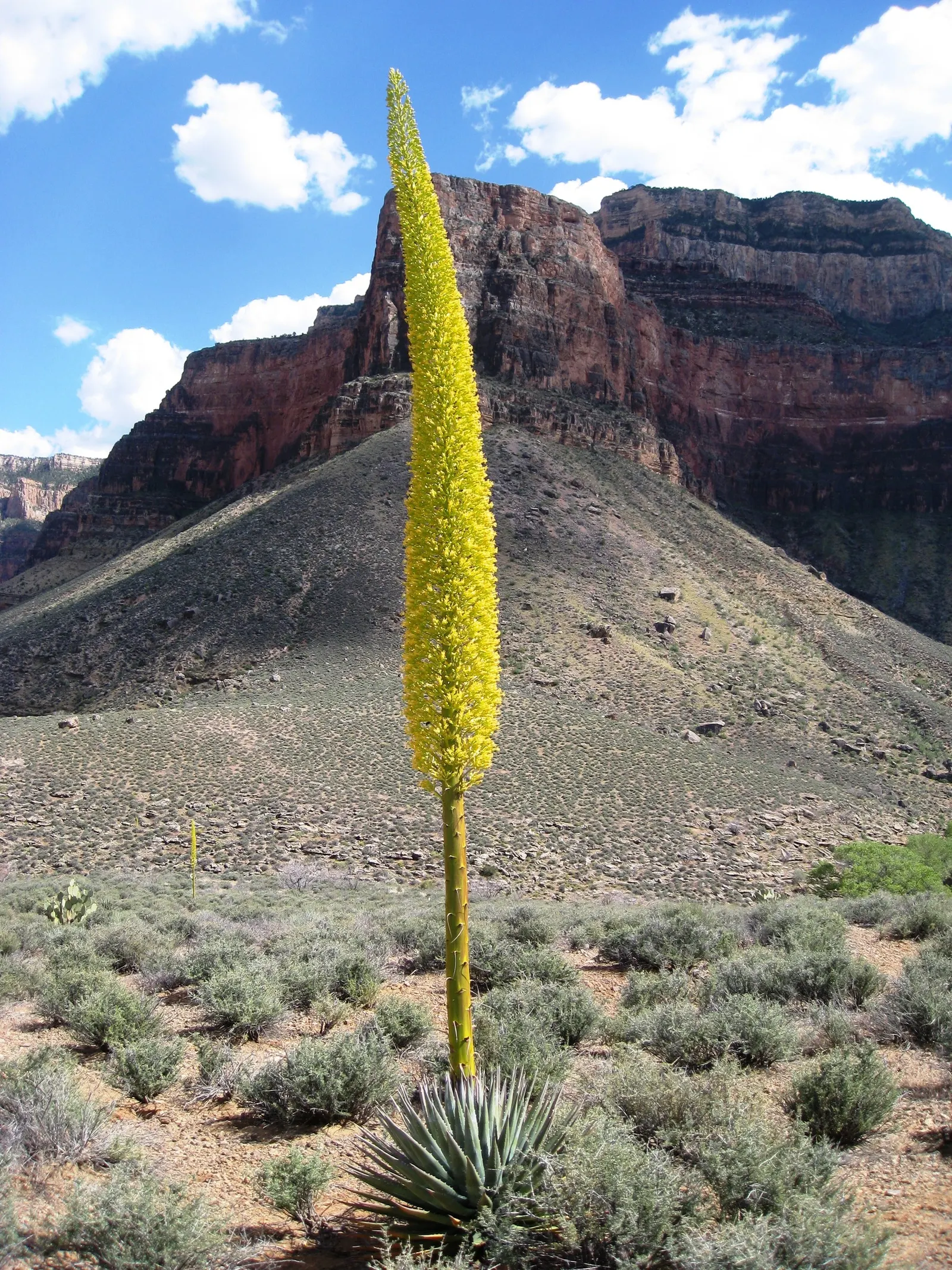 Utah Agave (Agave Utahensis) — Drought-tolerant and sun-loving