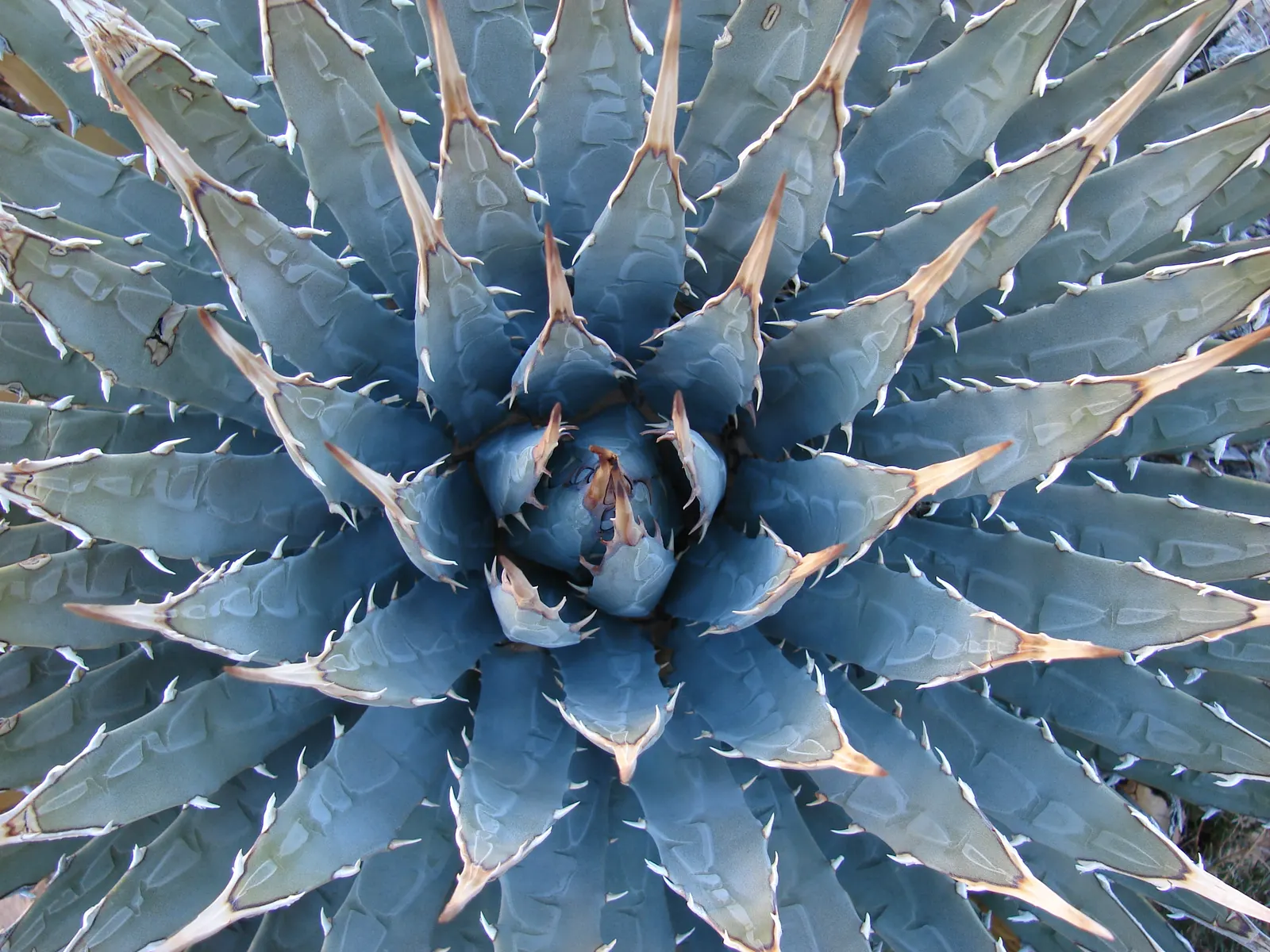 Utah Agave (Agave Utahensis) — reaching heights of up to 10 to 15 feet; utah Agave (Agave utahensis) is a striking succulent native to the Mojave Desert