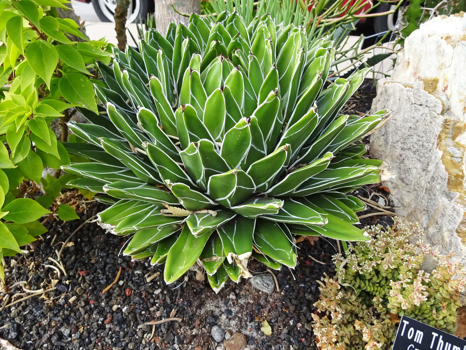 Utah Agave (Agave Utahensis) — As a slow-growing plant, mature specimens typically reach heights between 1 to 2 feet and spread just as wide; natural beauty to