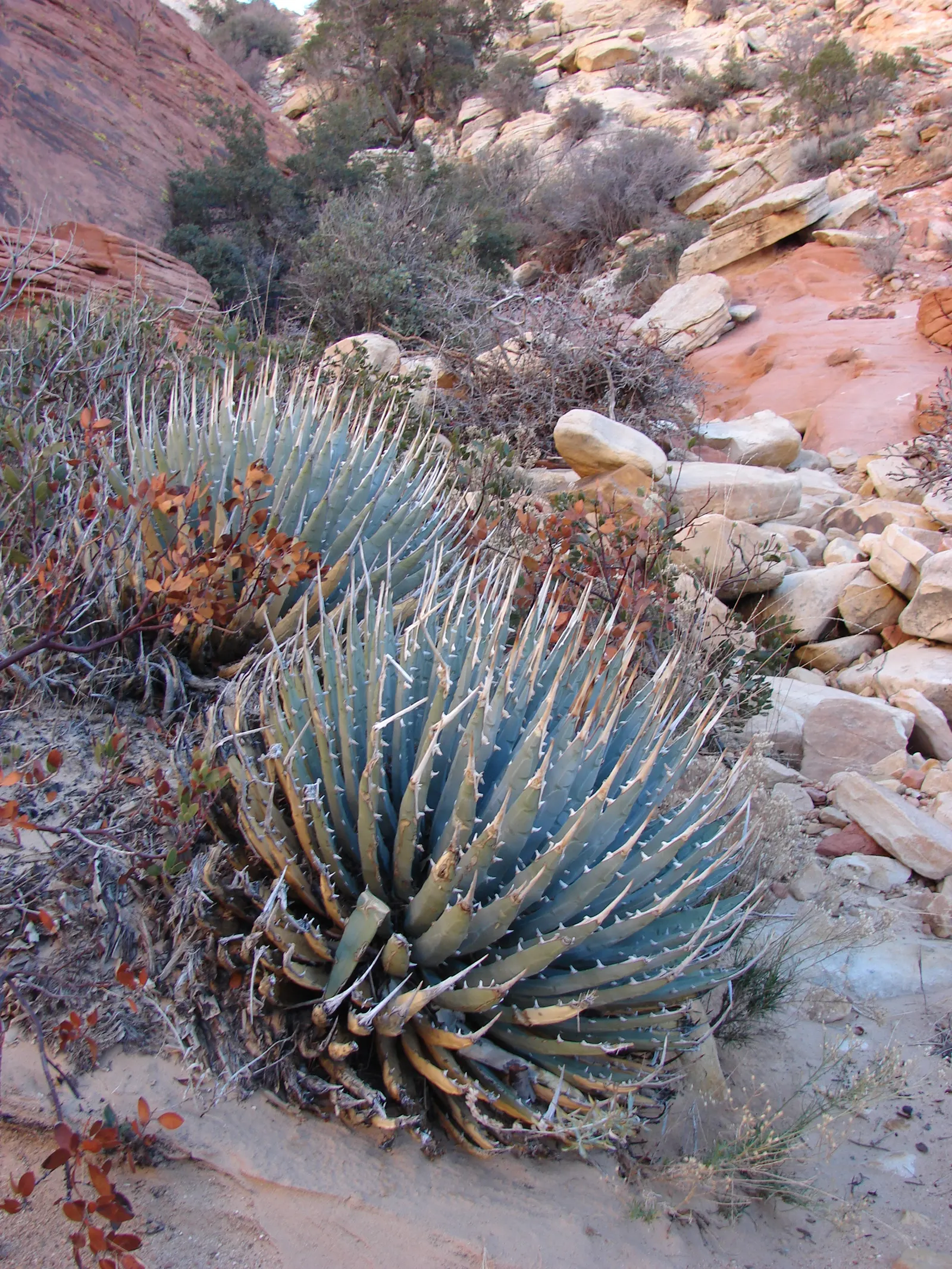 Utah Agave (Agave Utahensis) — succulent with yellow blooms; the Utah Agave prospers in USDA hardiness zones 5 through 10 and prefers well-drained