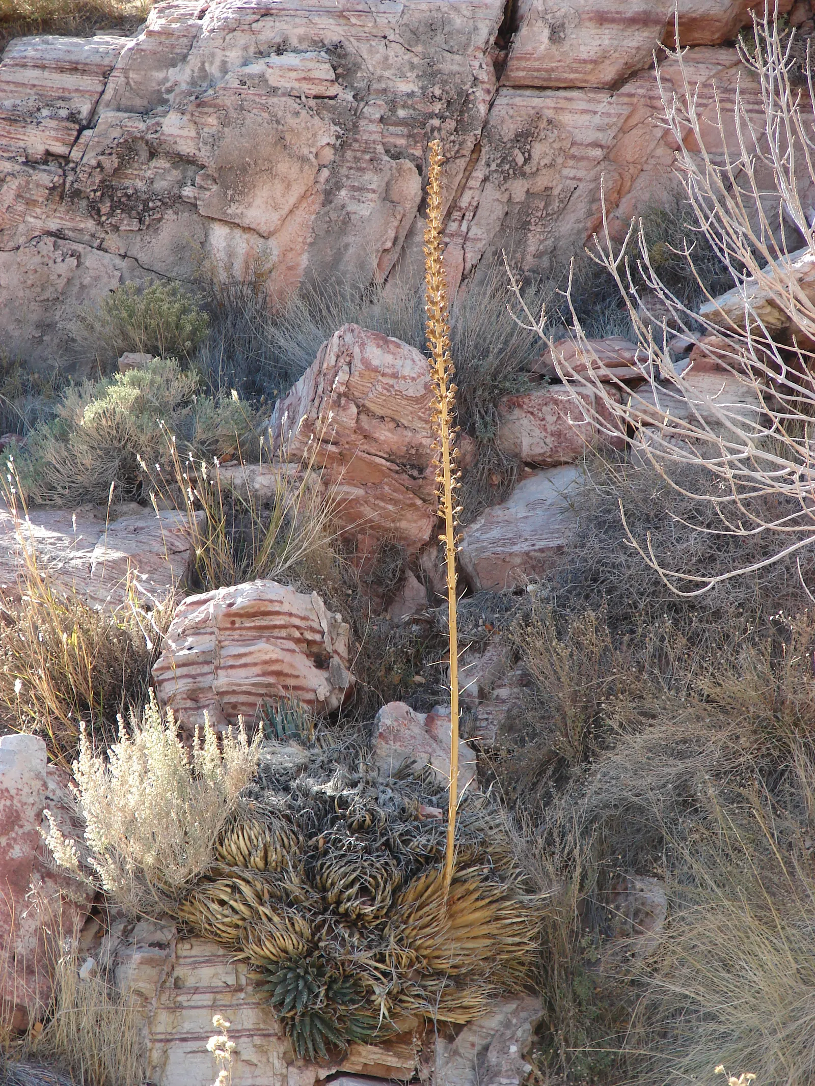 Utah Agave (Agave Utahensis) — flowering event that surely becomes a talking point of the garden