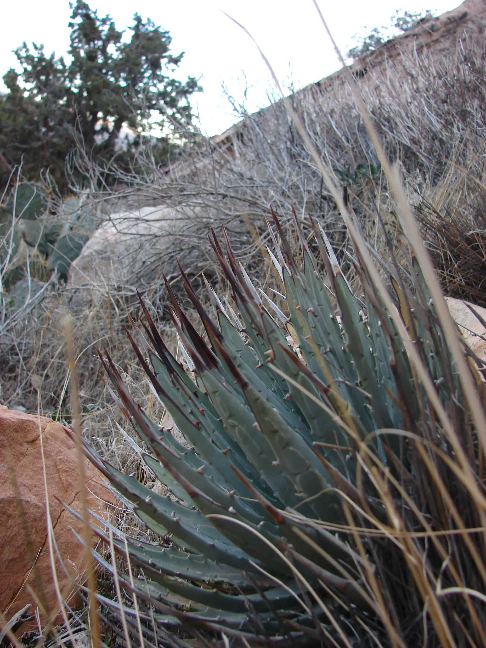 Utah Agave (Agave Utahensis) — requiring minimal irrigation once established.<br><br>In the latter part of its life; it thrives in zones 5-9, preferring full