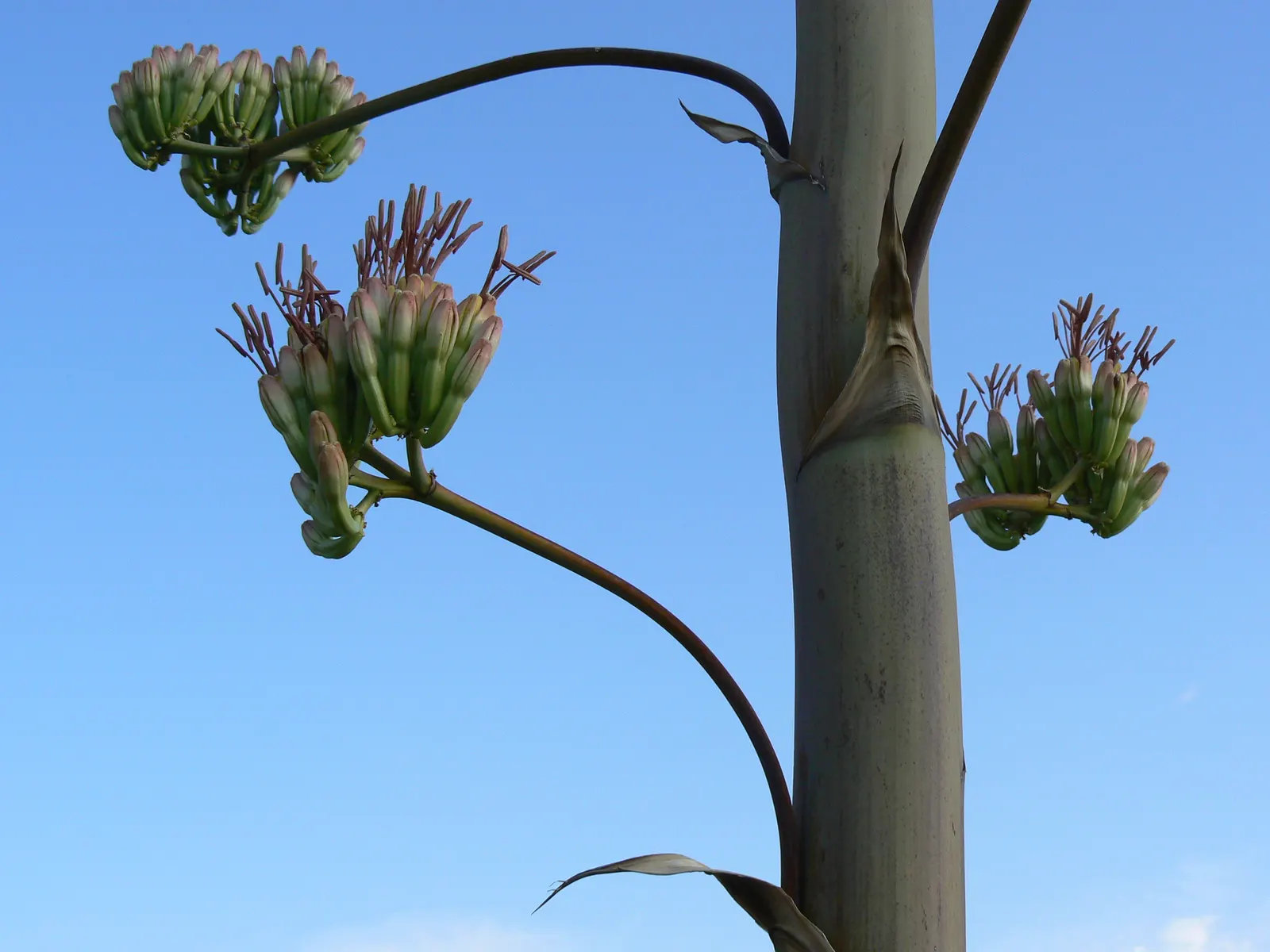 Utah Agave (Agave Utahensis) — requiring minimal irrigation once established.<br><br>In the latter part of its life