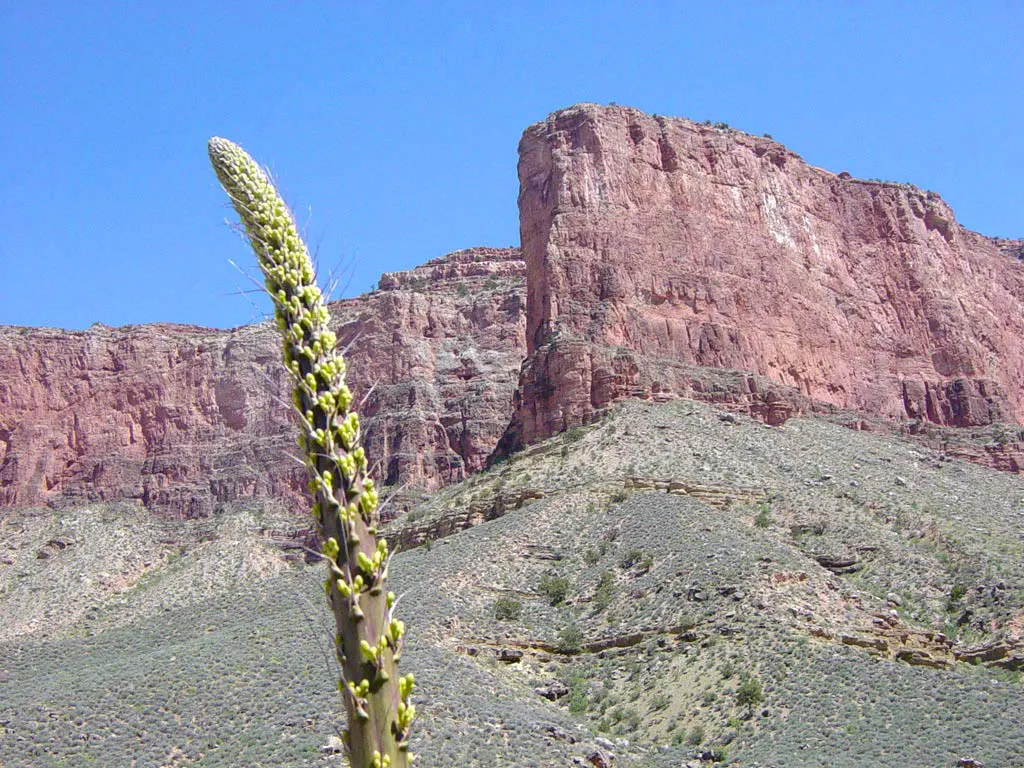 Utah Agave (Agave Utahensis) — pointed tips and measuring up to 10 inches long