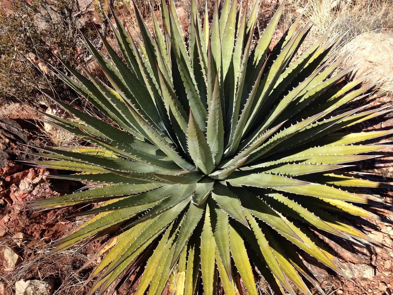 Utah Agave (Agave Utahensis) — which can be 15 to 30 years