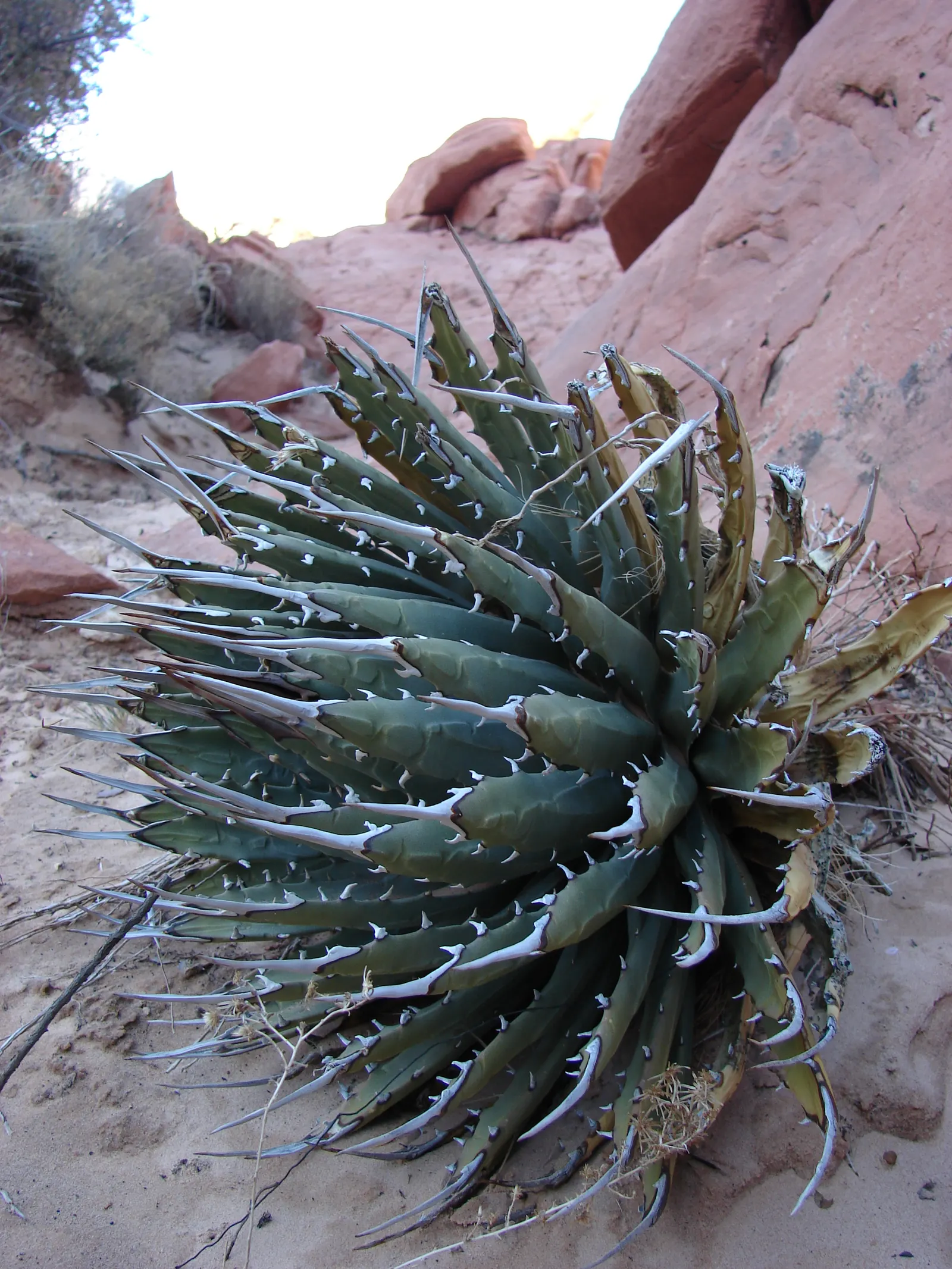 Utah Agave (Agave Utahensis) — Ideal for xeriscaping, it requires minimal maintenance and water once established; its compact rosettes of spiky, image 51
