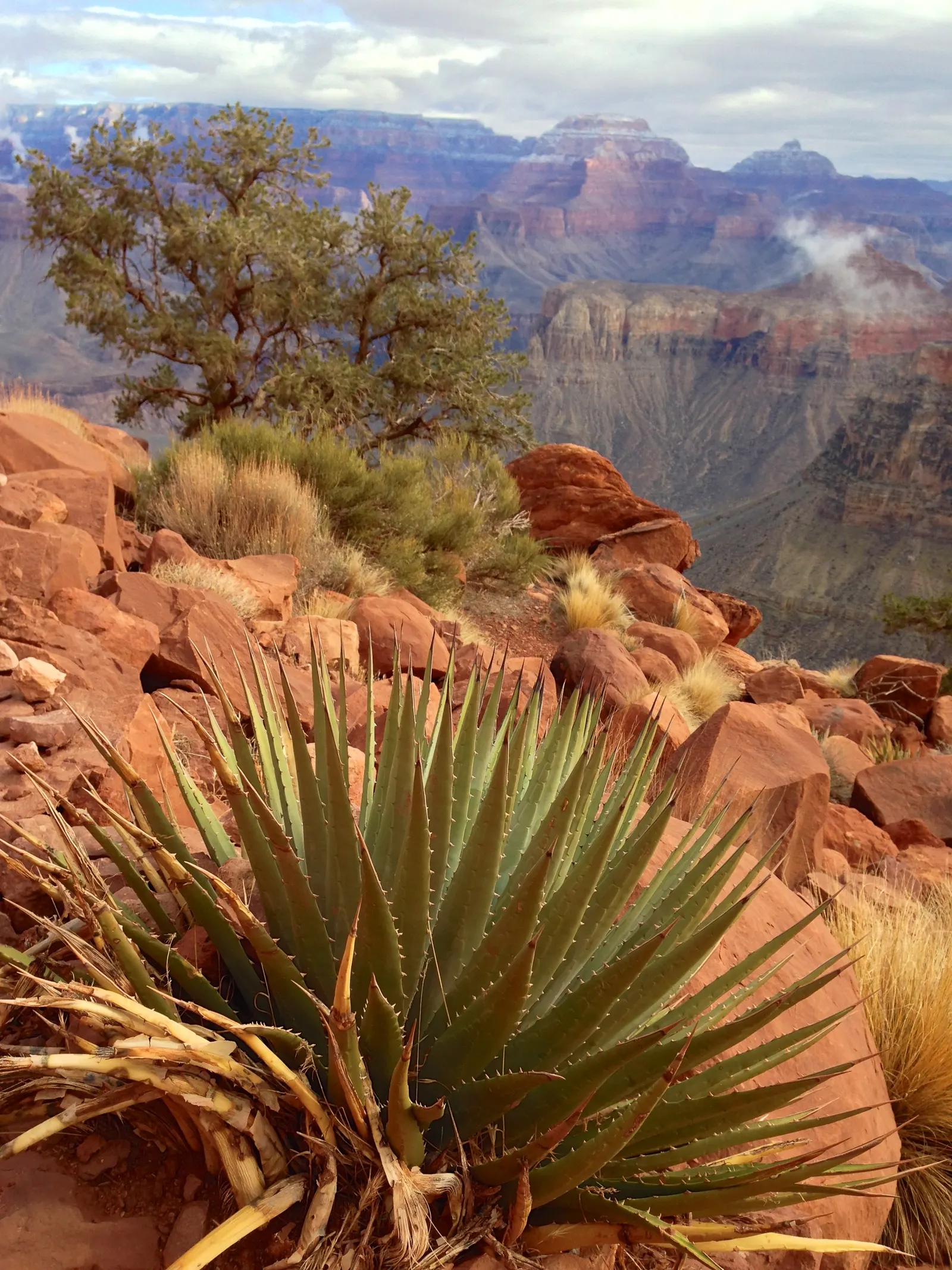 Utah Agave (Agave Utahensis) — the Utah Agave prospers in USDA hardiness zones 5 through 10 and prefers well-drained; emphasize its longevity and the