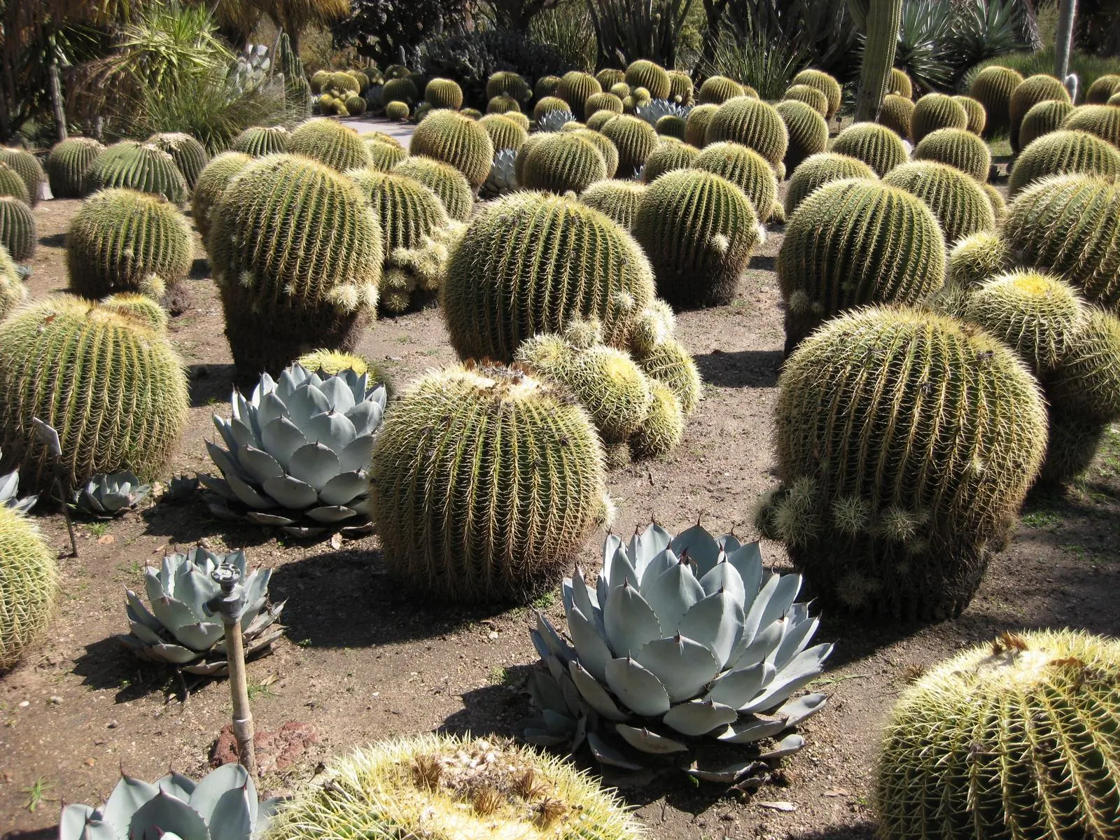 Palmer's Agave (Agave Palmeri) — This slow-growing native of the Southwest produces a towering flower stalk up to 15 feet tall