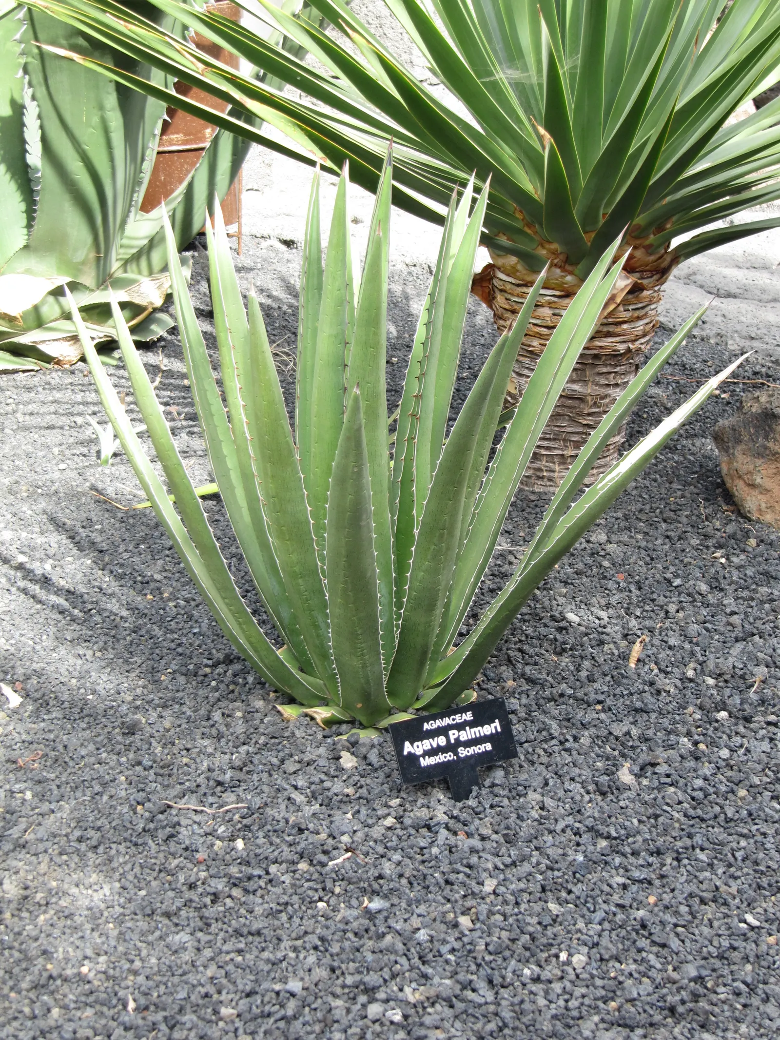 Palmer's Agave (Agave Palmeri) — Ideal for xeriscapes, it thrives in full sun and well-draining soil