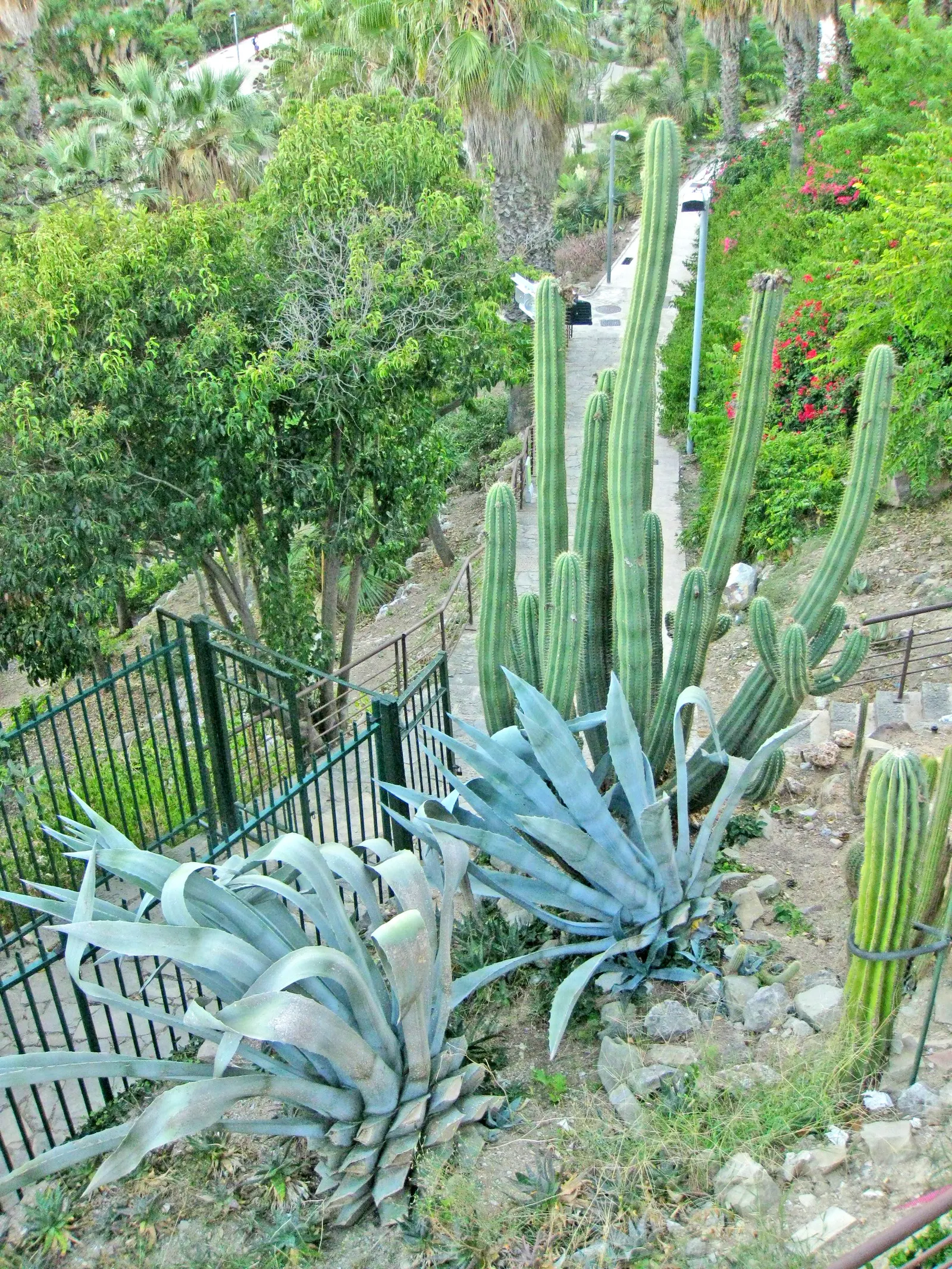 Palmer's Agave (Agave Palmeri) — bearing yellow blossoms after 10 years