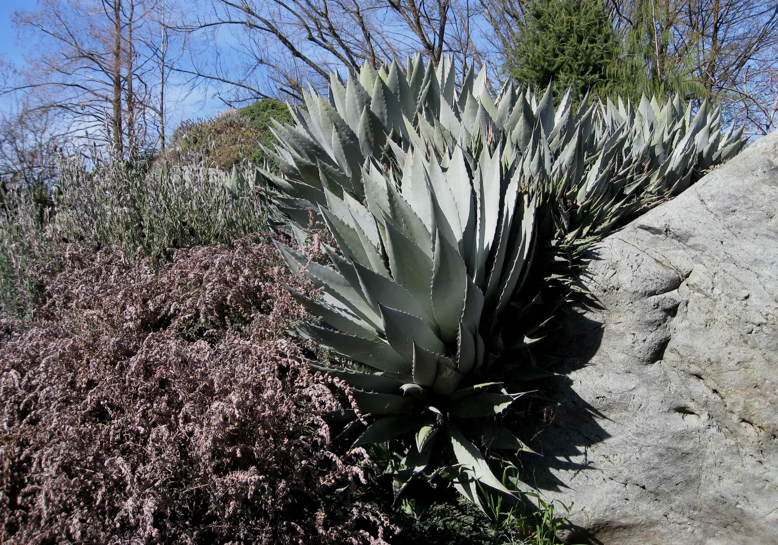 Palmer's Agave (Agave Palmeri) — Palmer's Agave (Agave palmeri) is a statuesque