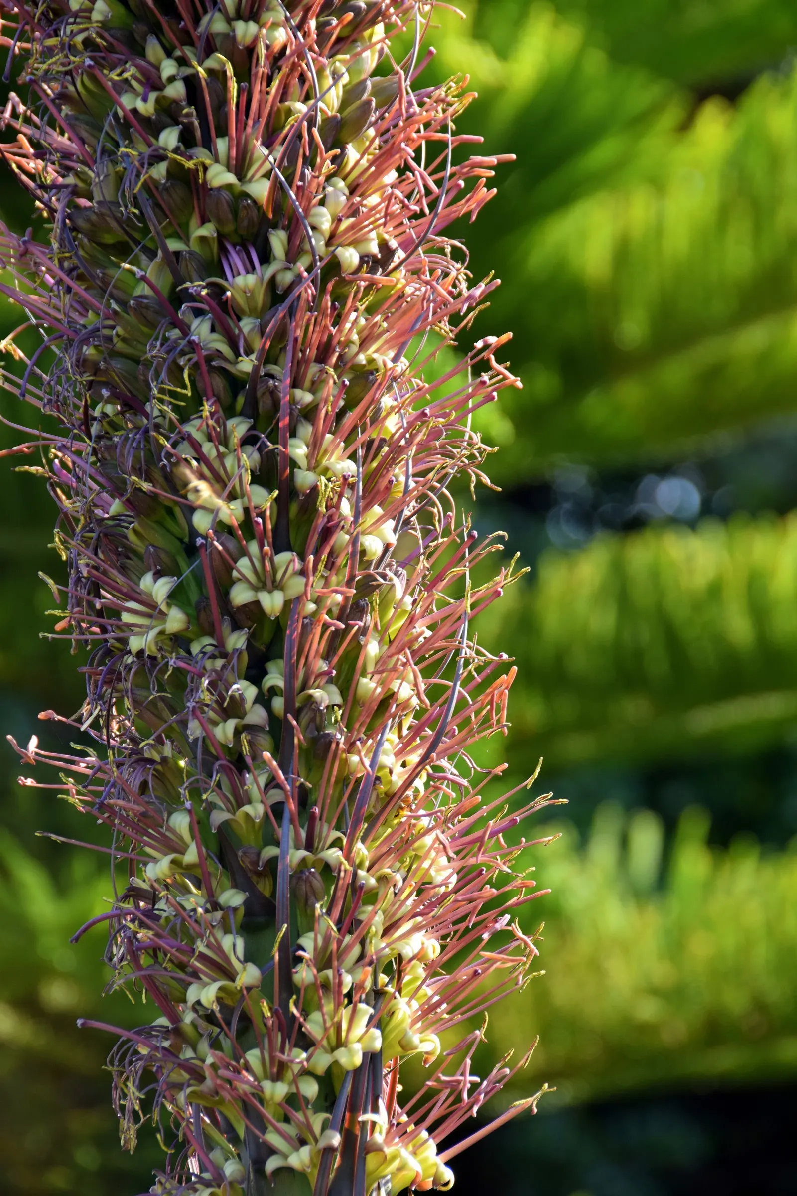 Palmer's Agave (Agave Palmeri) — drought-resistant succulent reaching 2-3 feet in height and spreading up to 6 feet in width