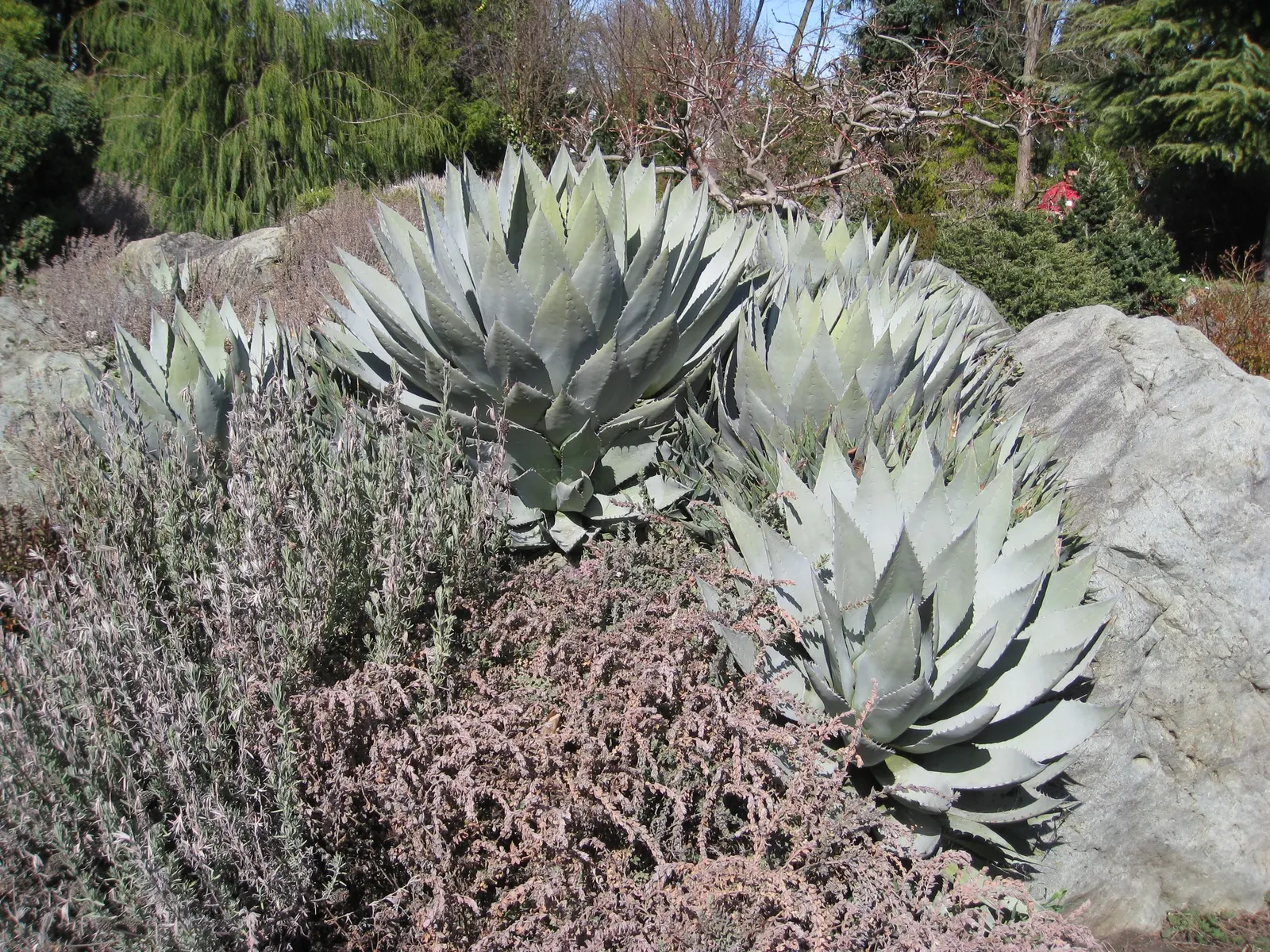 Palmer's Agave (Agave Palmeri) — It boasts a rosette of grey-green leaves with sharp terminal spines