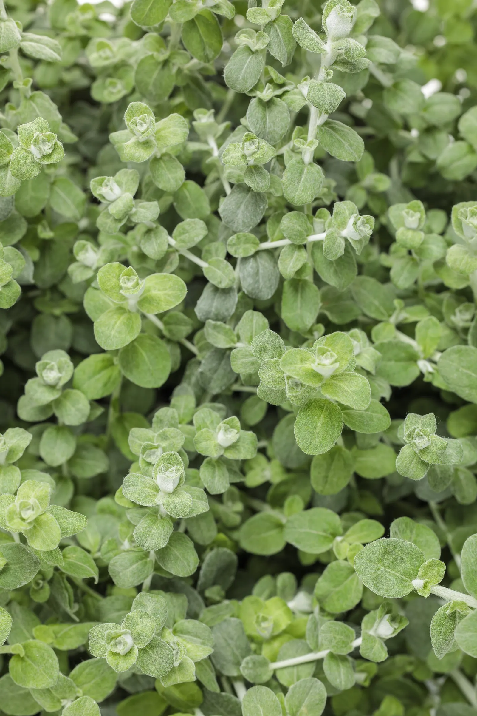 Petite Licorice Licorice Plant (Helichrysum petiolare) — Proven Winners - Petite Licorice - Licorice Plant - Helichrysum petiolare none plant, image 7