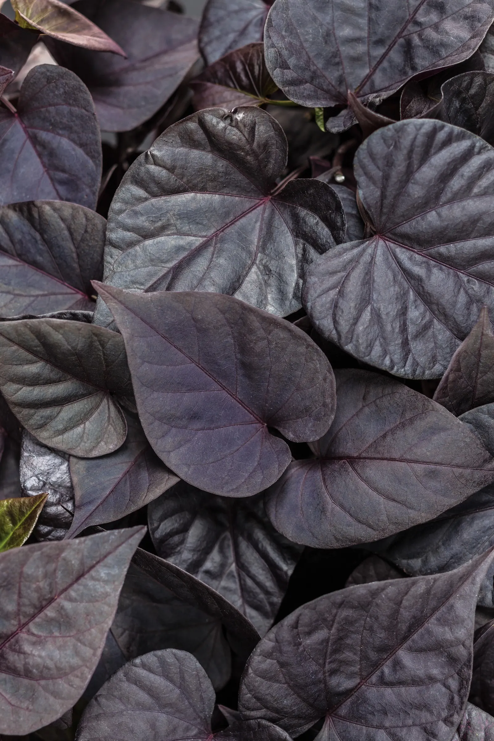 Jet Black™ Sweet Potato Vine (Ipomoea batatas) — It is equally effective as an edging plant, annual groundcover, or massed foliage accent in sunny, image 117