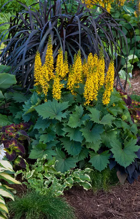 'Wheee!' Hosta (Hosta hybrid) — Light lavender flowers appear midseason.; clean away the dead foliage after frost to prevent insect problems the, image 36