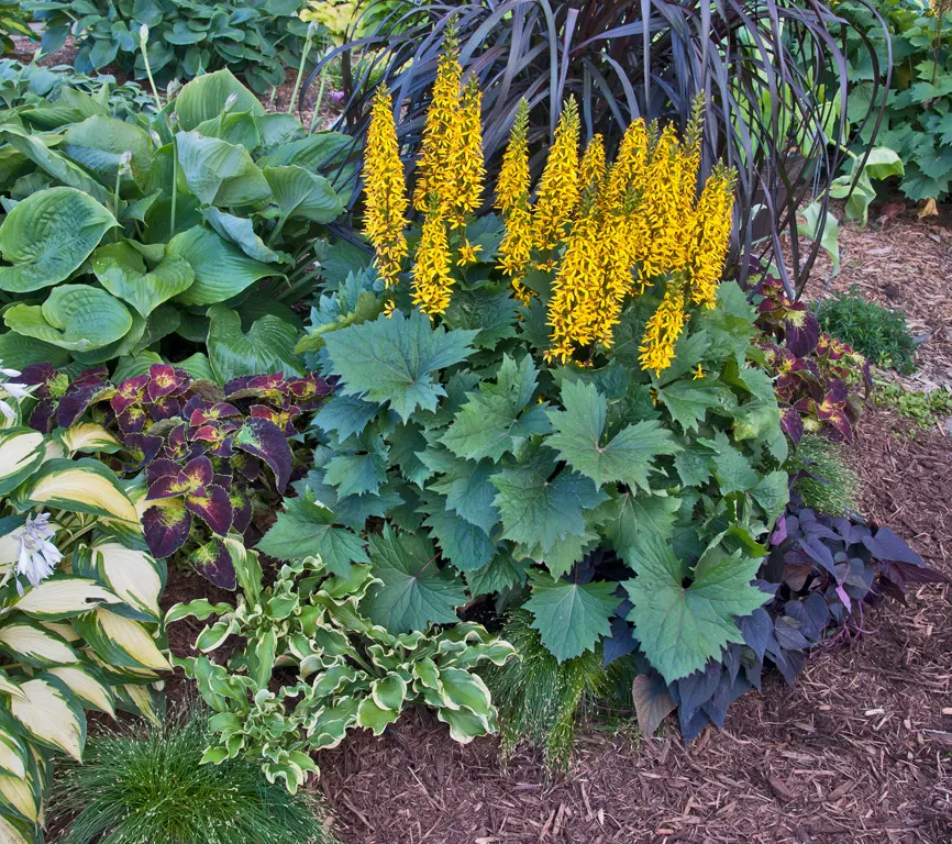 Giant 'Hudson Bay' Hosta (Hosta hybrid) — this showy hosta is prized for its substantial