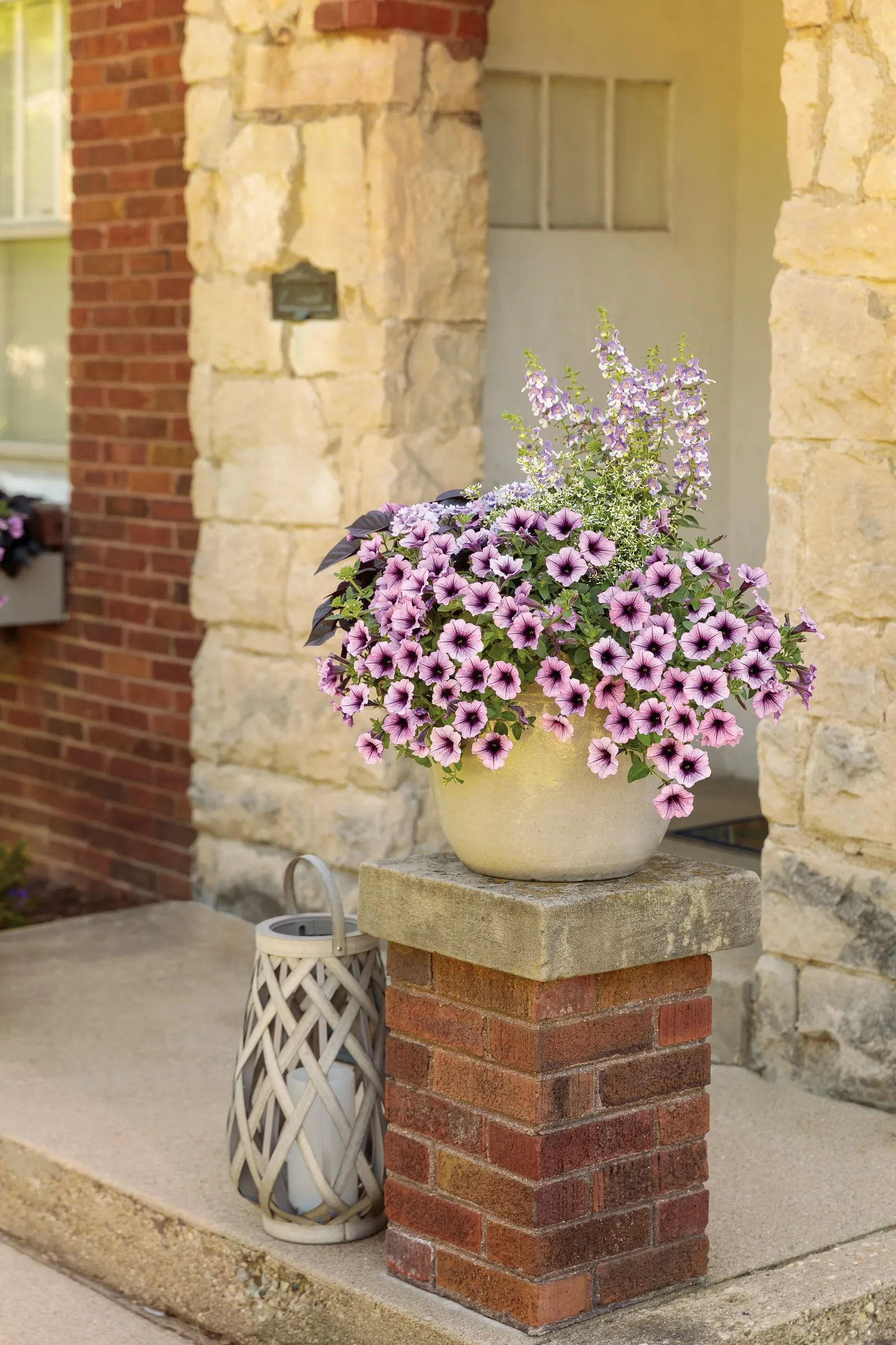 Wedgwood Blue III Summer Snapdragon (Angelonia) — giving the effect of hand-painted porcelain above clean green foliage
